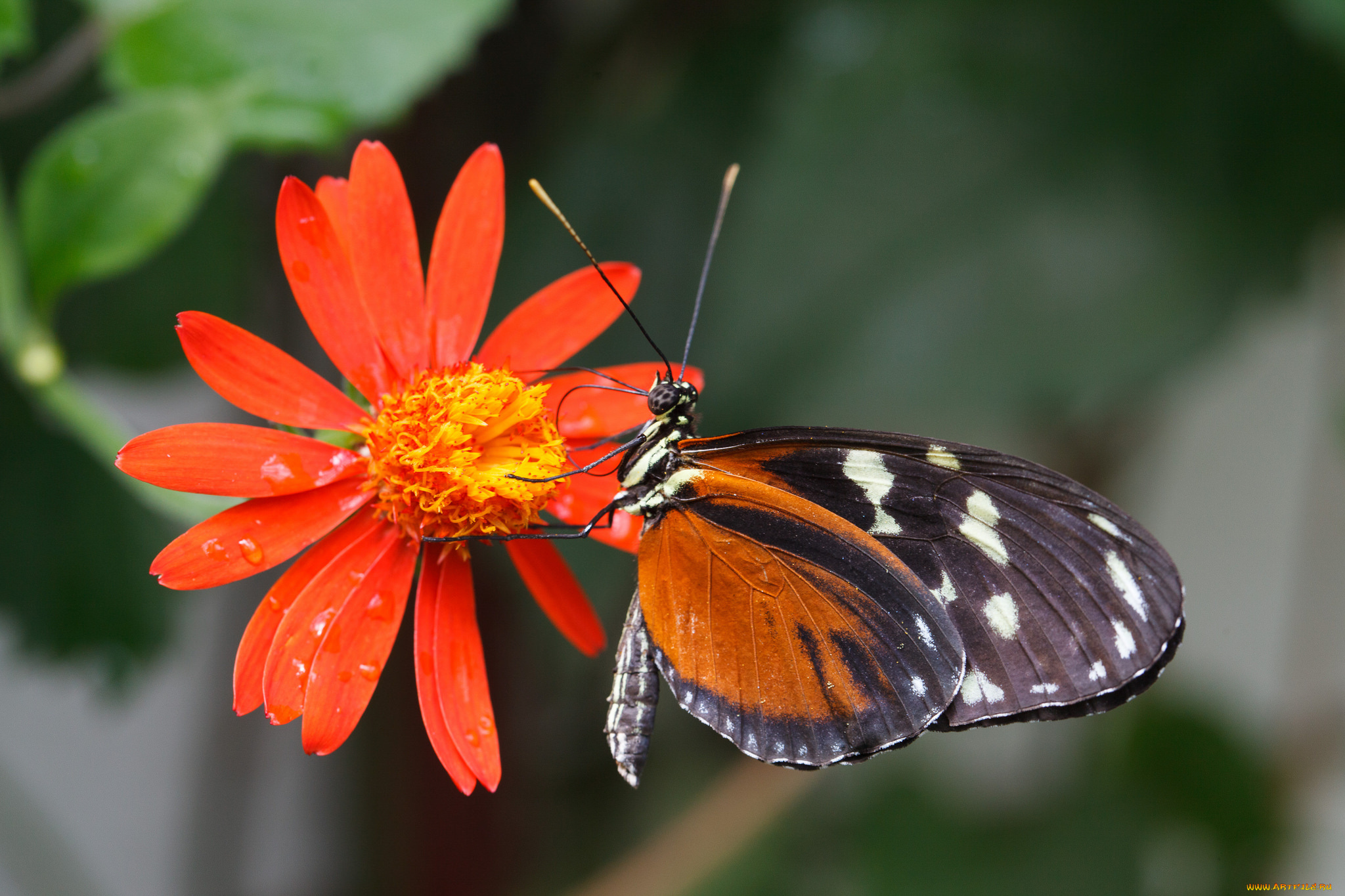 животные, бабочки, , мотыльки, , моли, бабочка