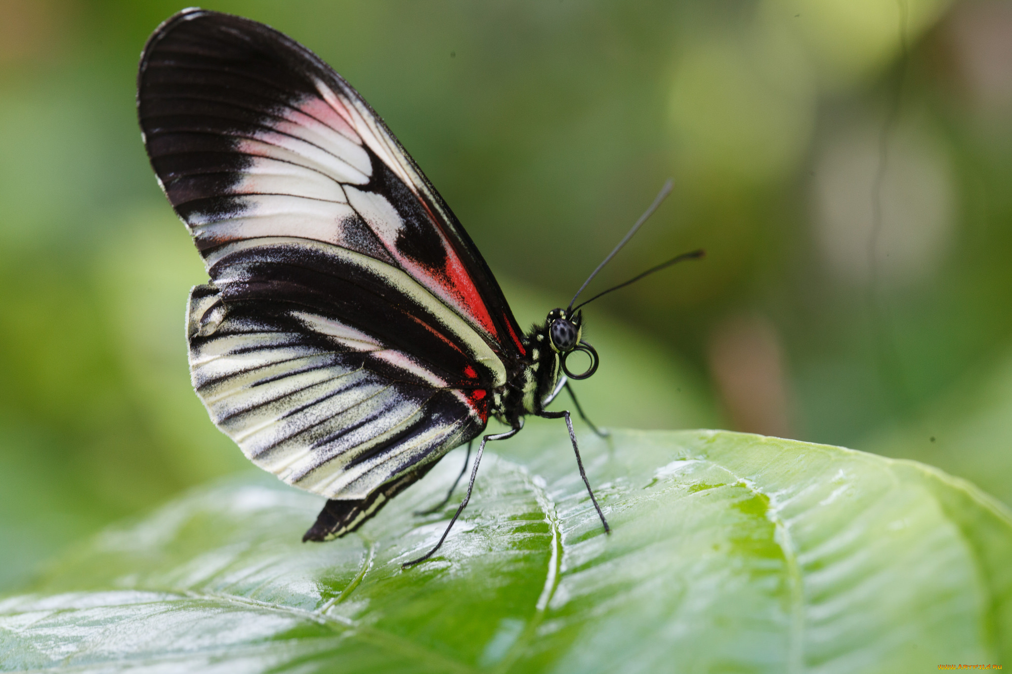 животные, бабочки, , мотыльки, , моли, бабочка