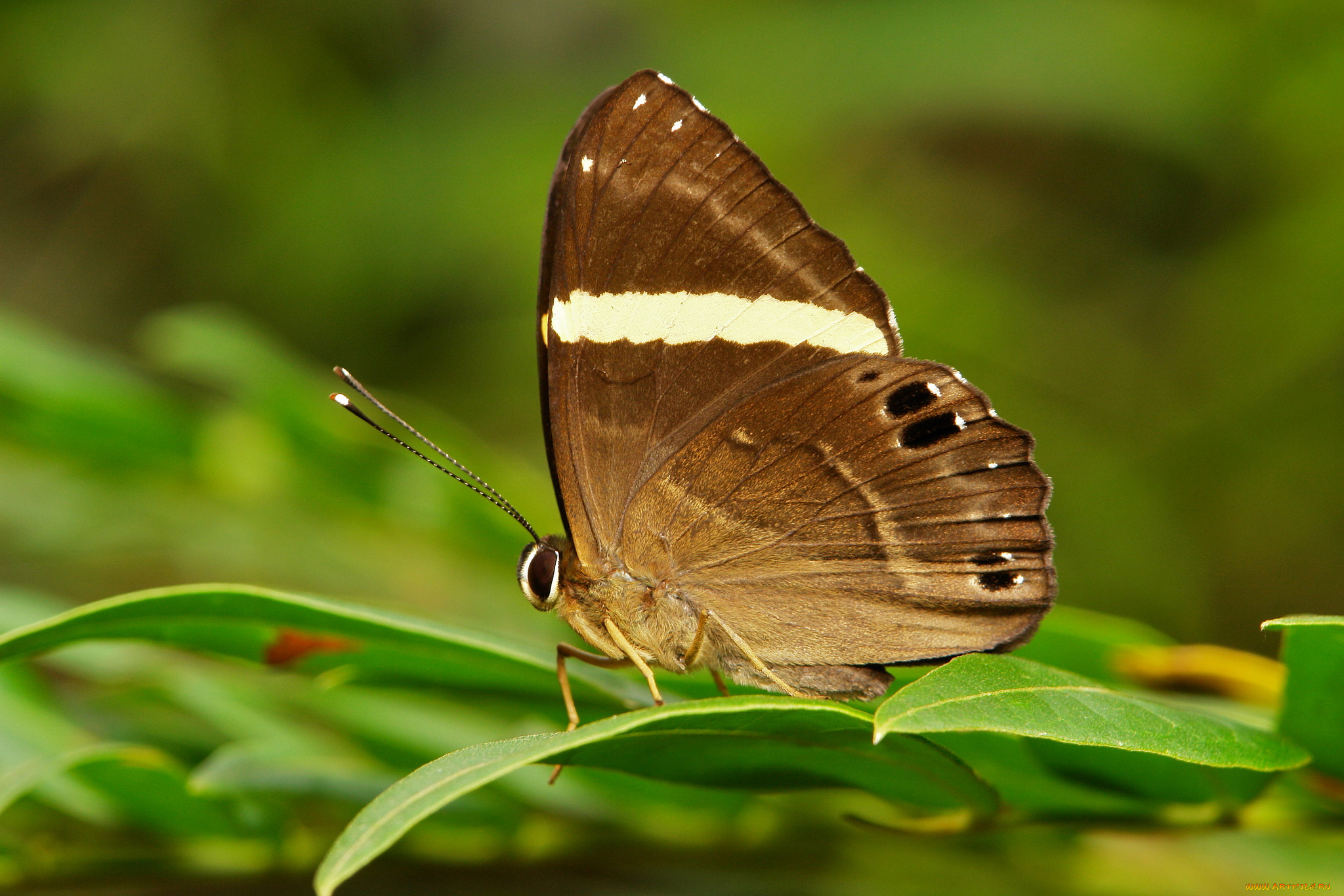 животные, бабочки, , мотыльки, , моли, узор, макро, усики, крылья, бабочка, itchydogimages