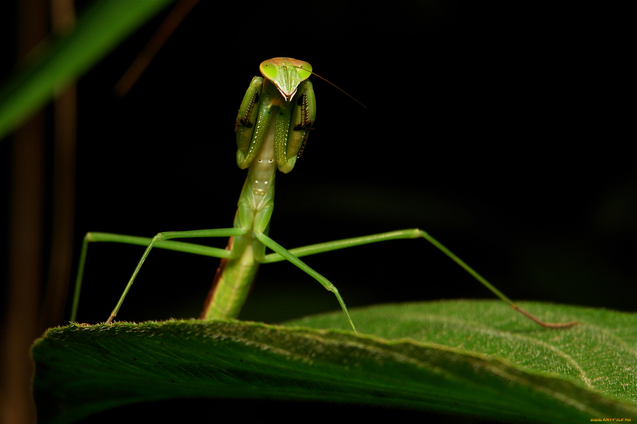животные, богомолы, фон, насекомое, макро, лист, богомол
