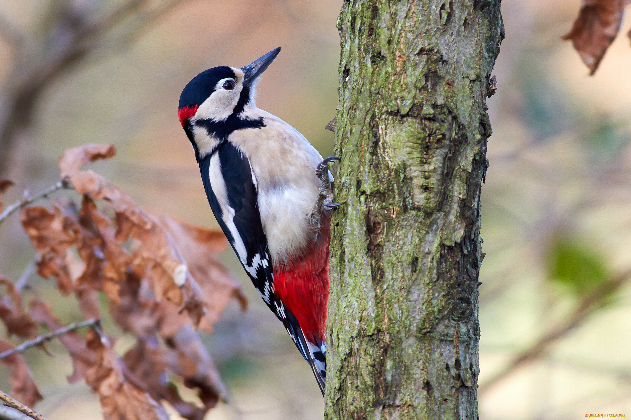 животные, дятлы, дятел