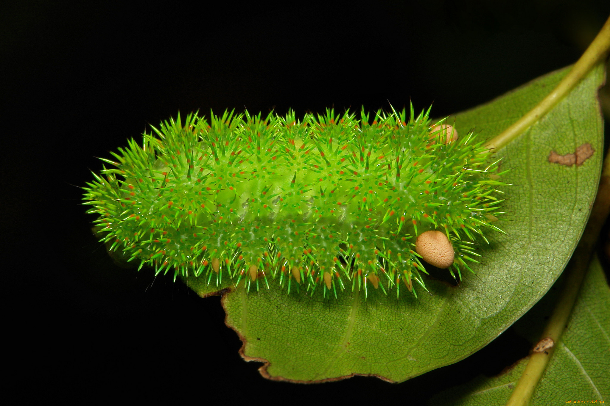 животные, гусеницы, гусеница, лист, насекомое, макро, необычная, itchydogimages