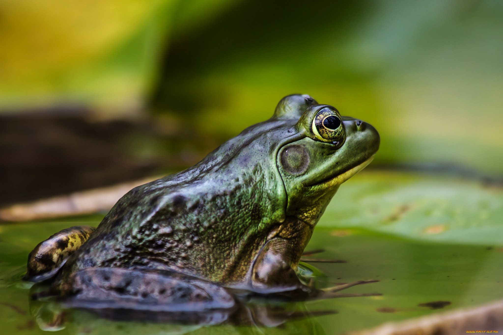 животные, лягушки, лягушка