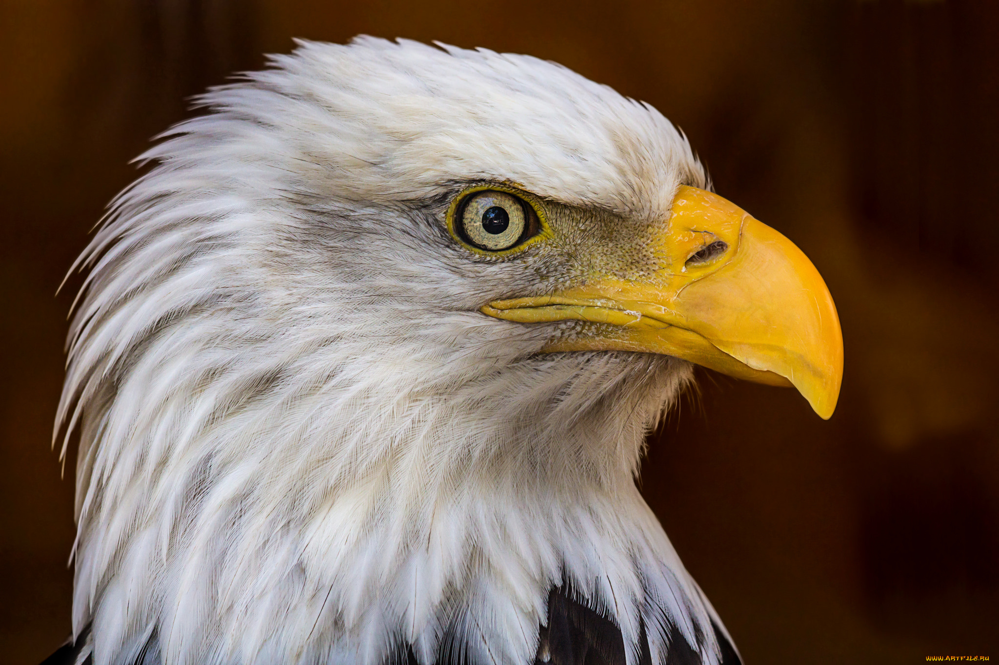 животные, птицы, -, хищники, орлан, белоголовый