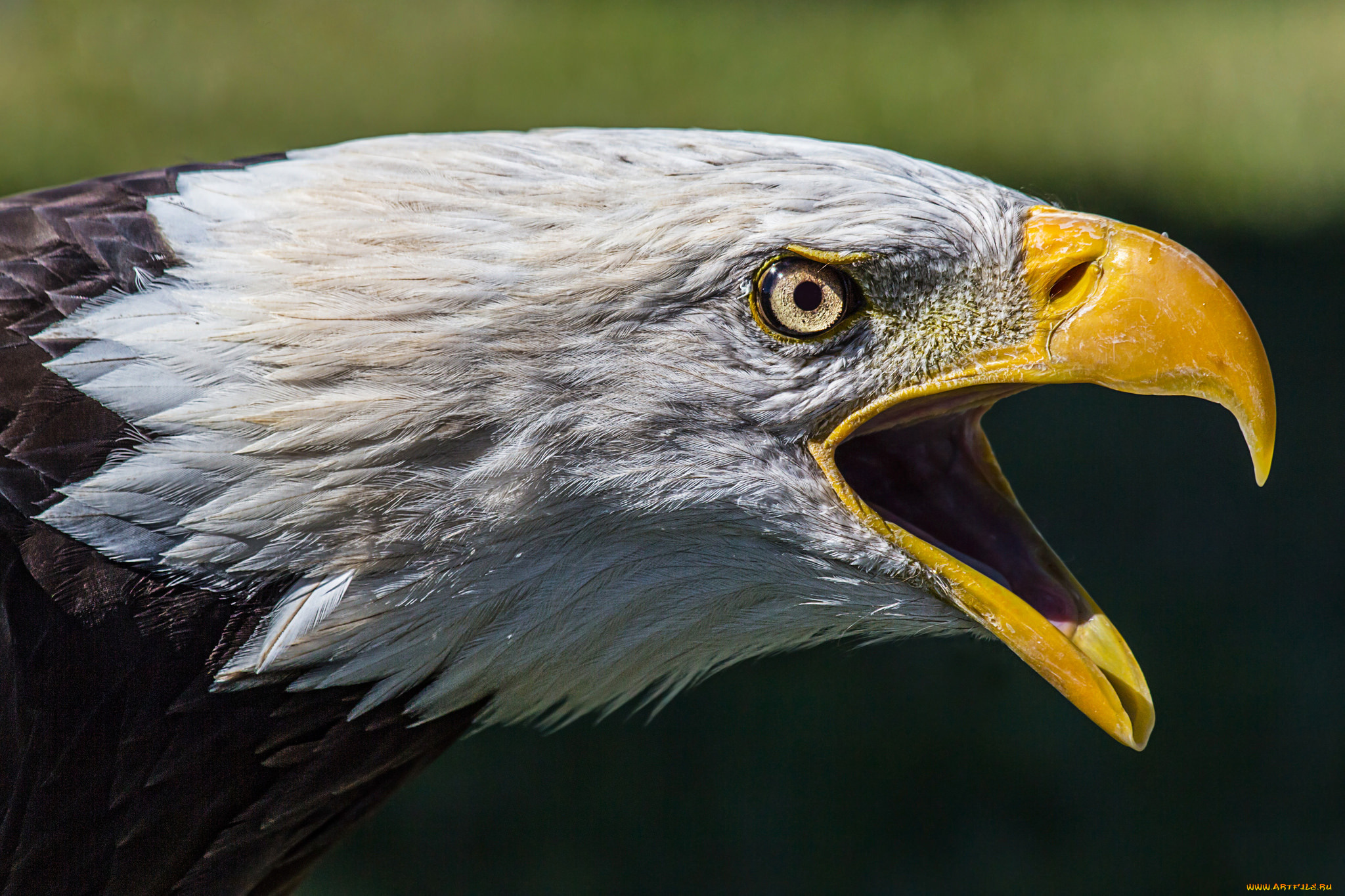 животные, птицы, -, хищники, орлан, белоголовый