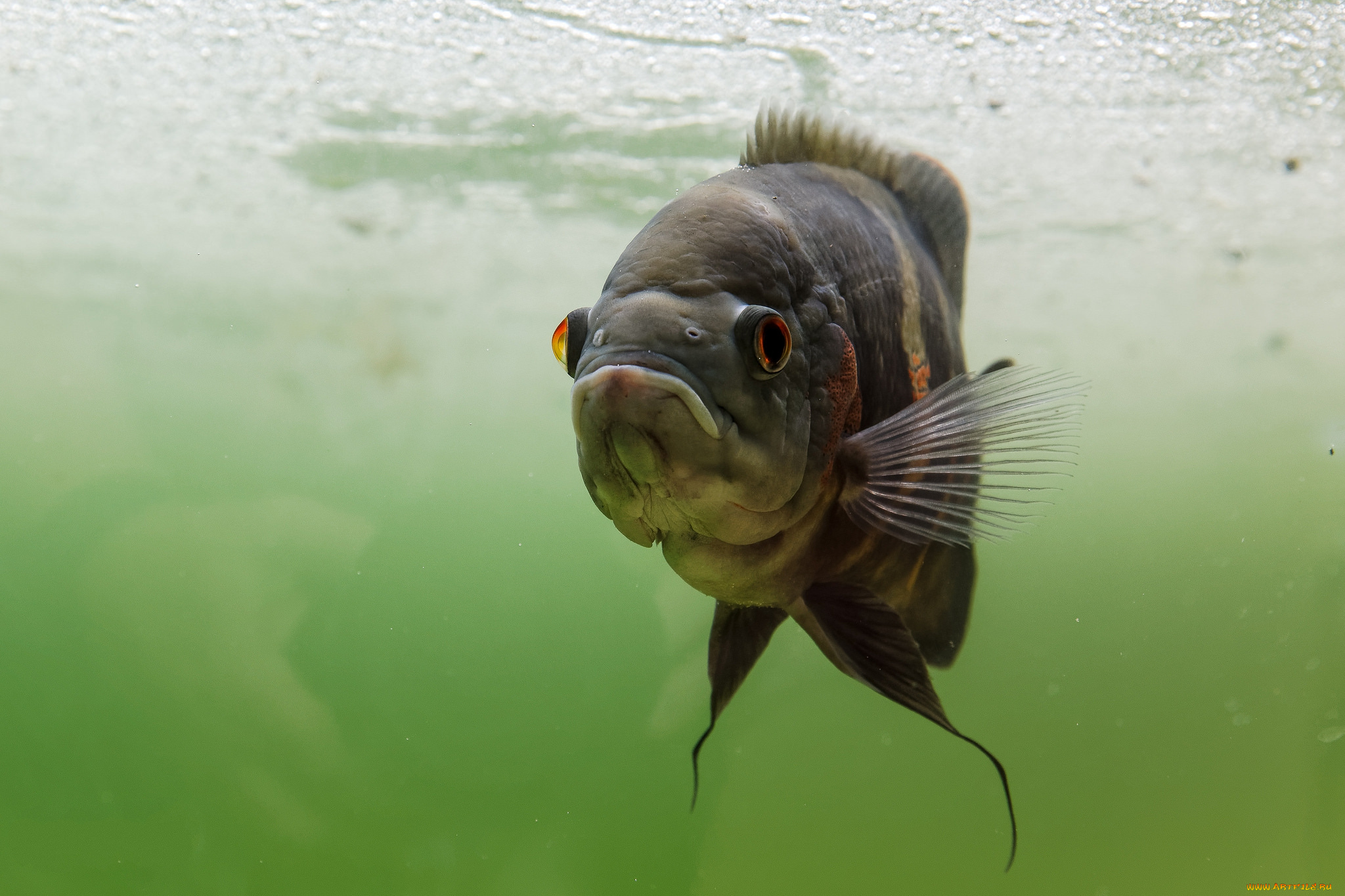 животные, рыбы, рыба