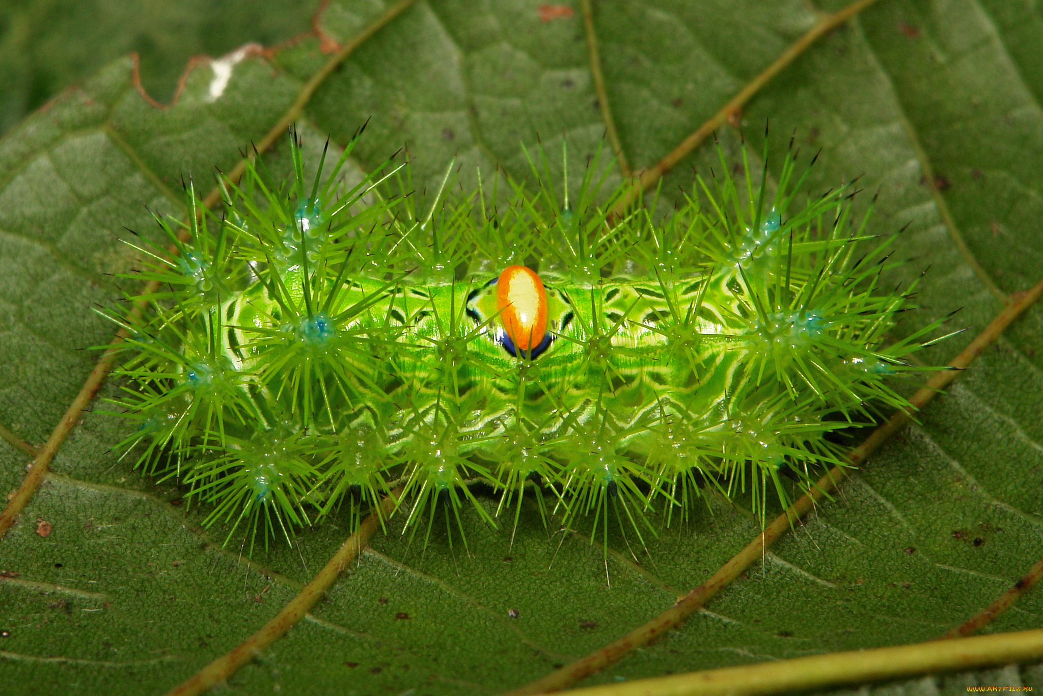 животные, гусеницы, гусеница, макро, itchydogimages, лист