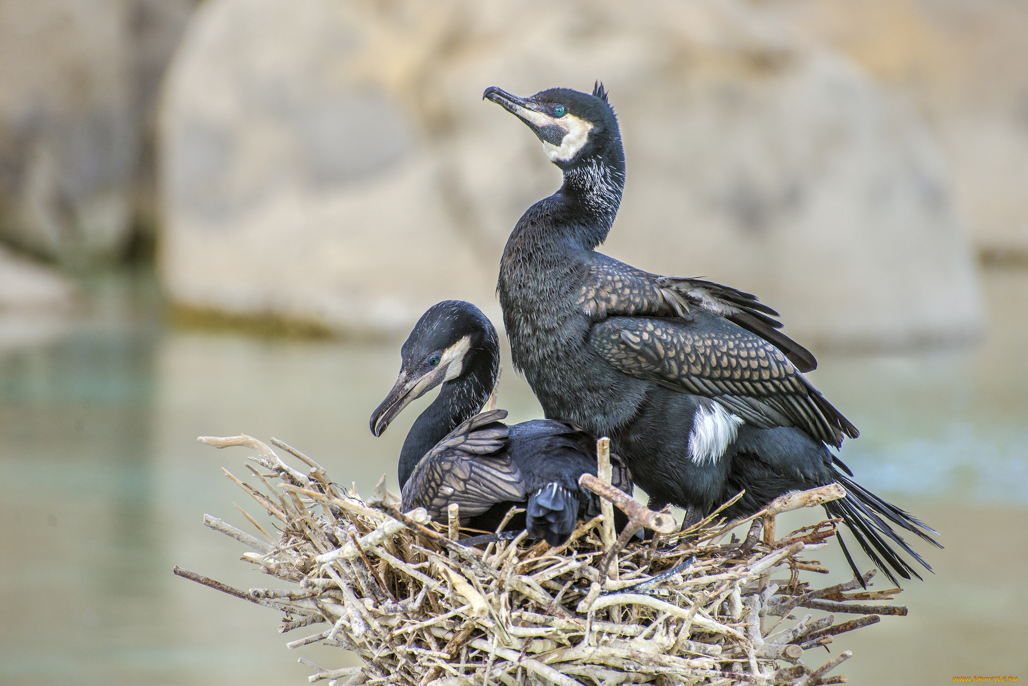 животные, Чайки, , бакланы, , крачки, бакланы