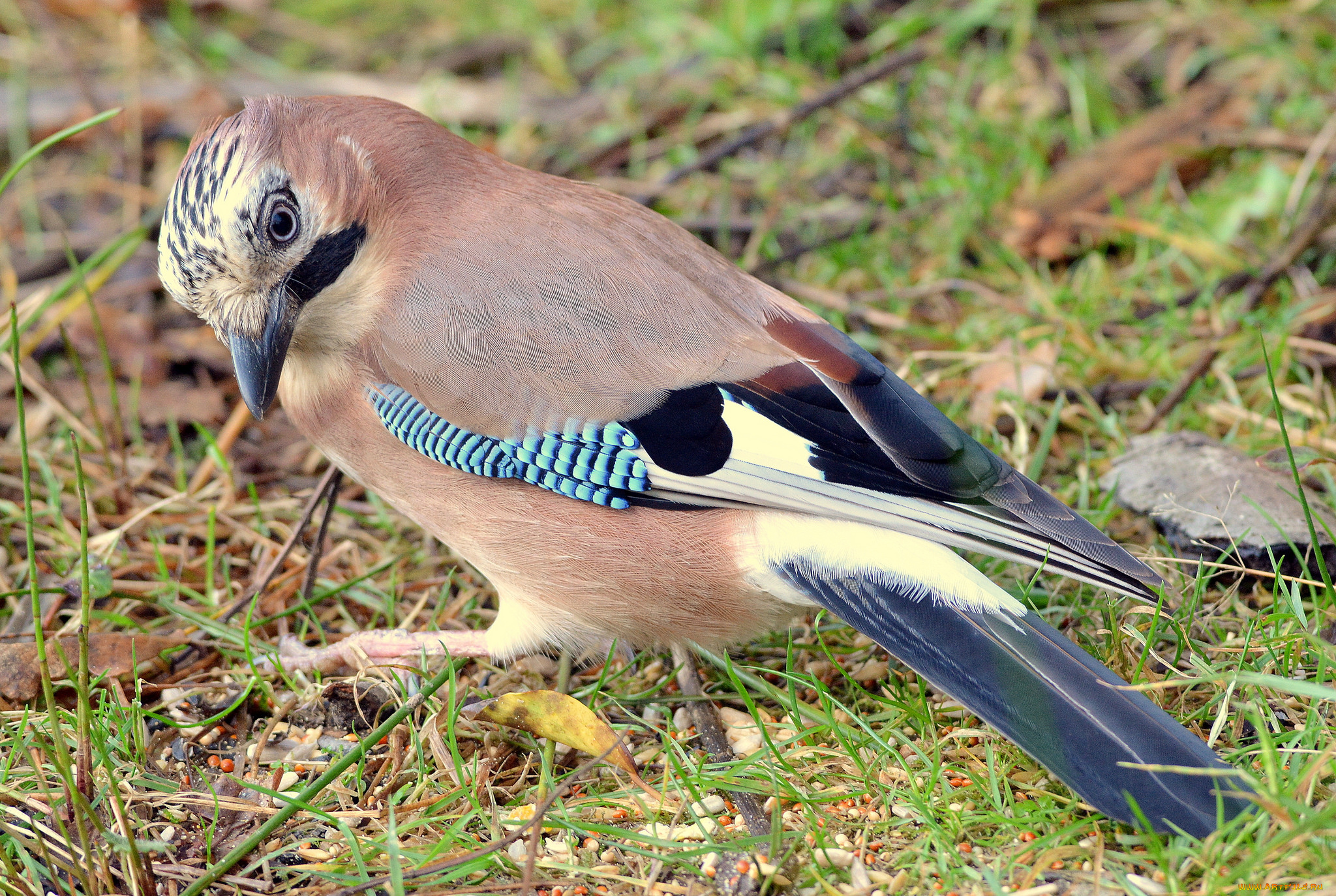 животные, птицы, птичка