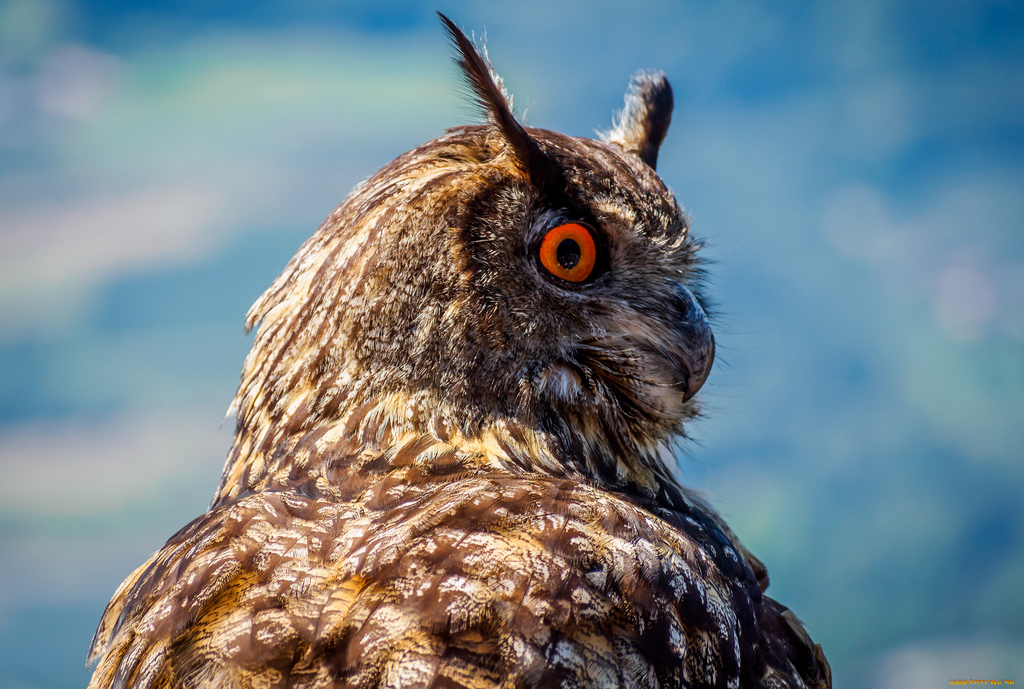 животные, совы, филин, перья, клюв, сова, птица