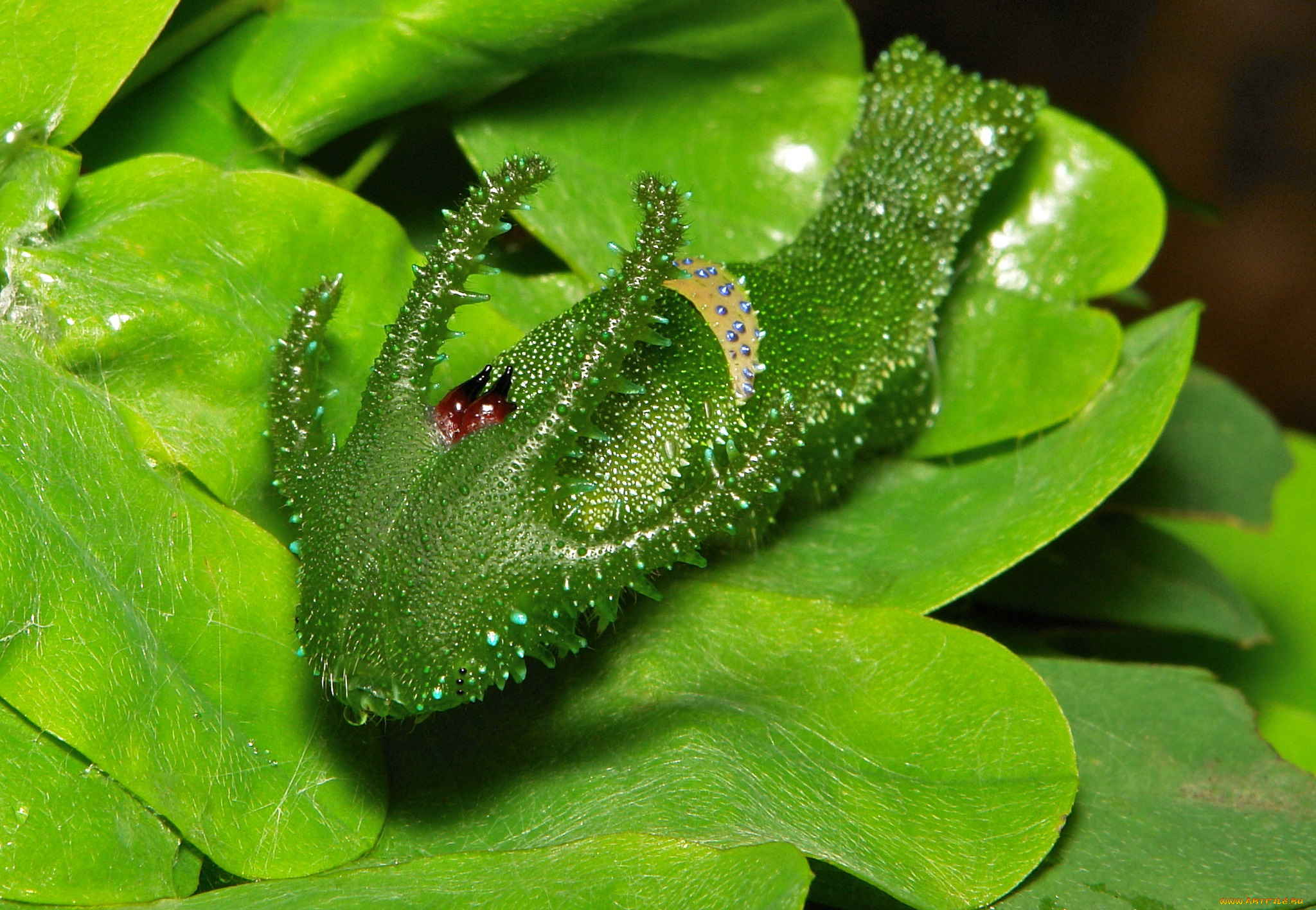 животные, гусеницы, лист, макро, itchydogimages, гусеница