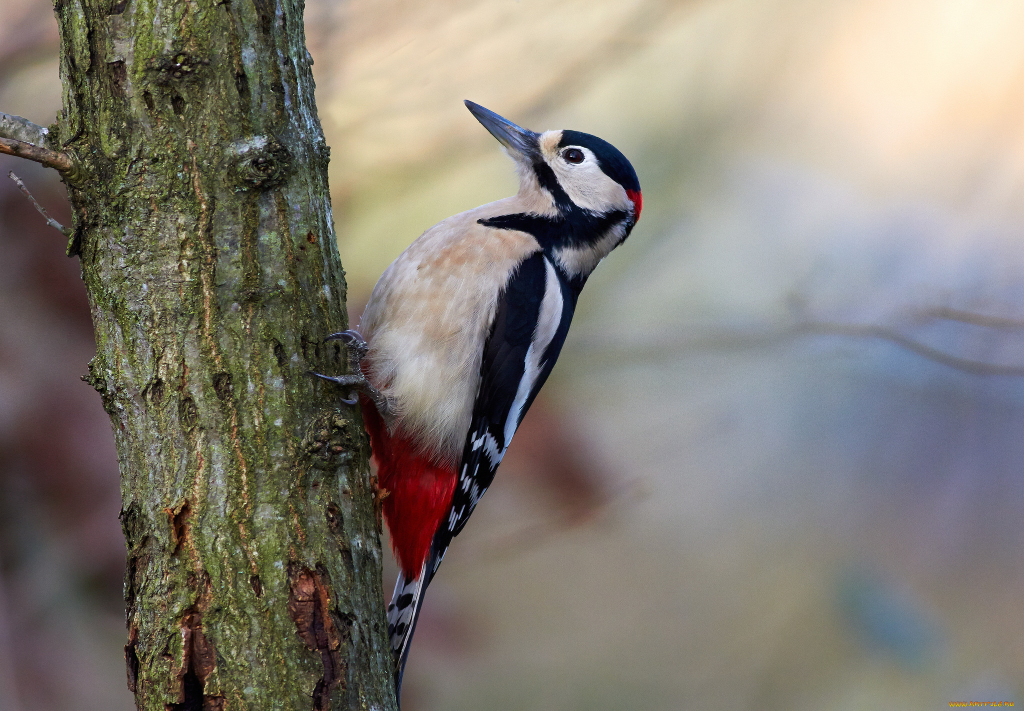 животные, дятлы, дятел