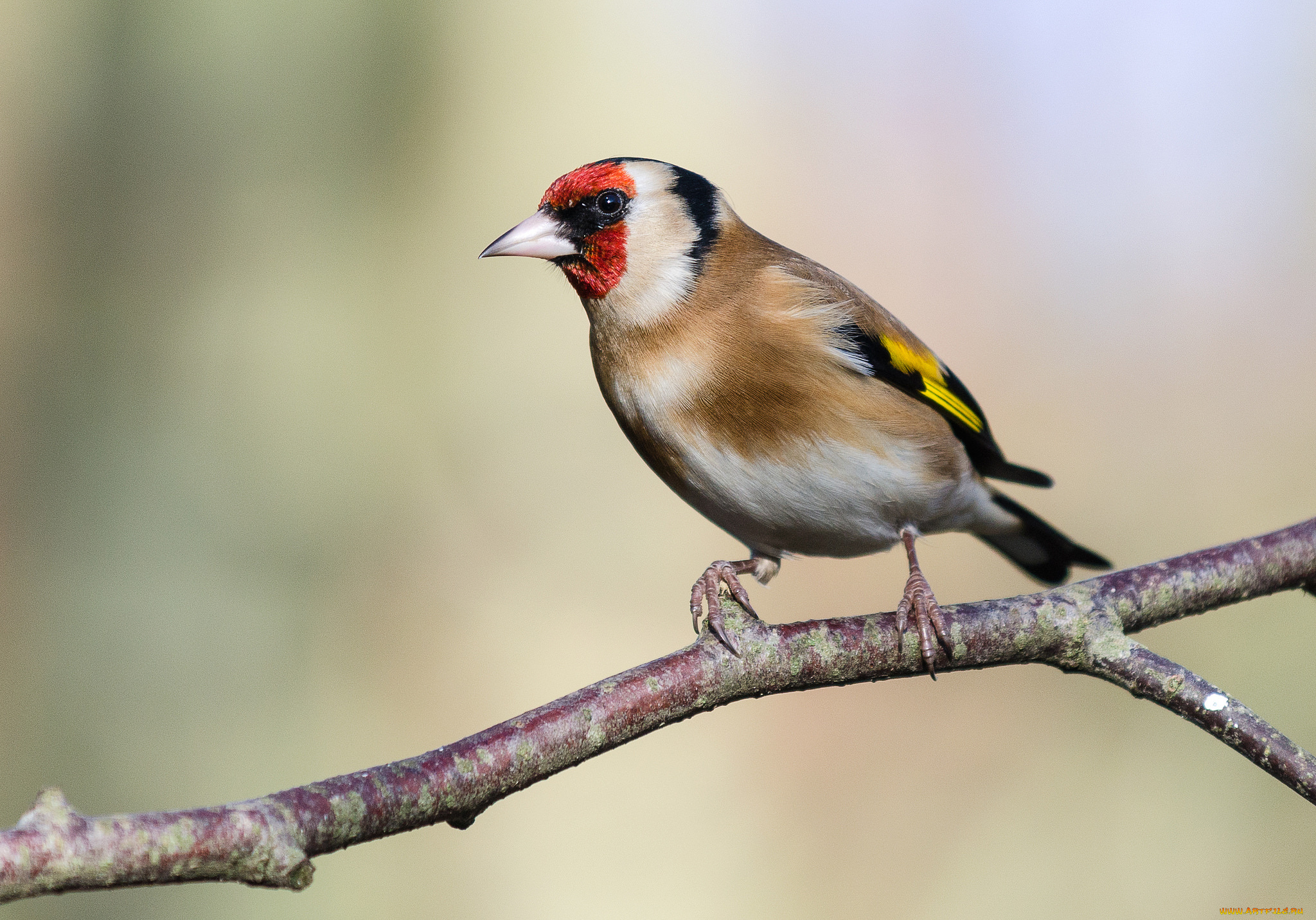 животные, щеглы, , чижи, щегол