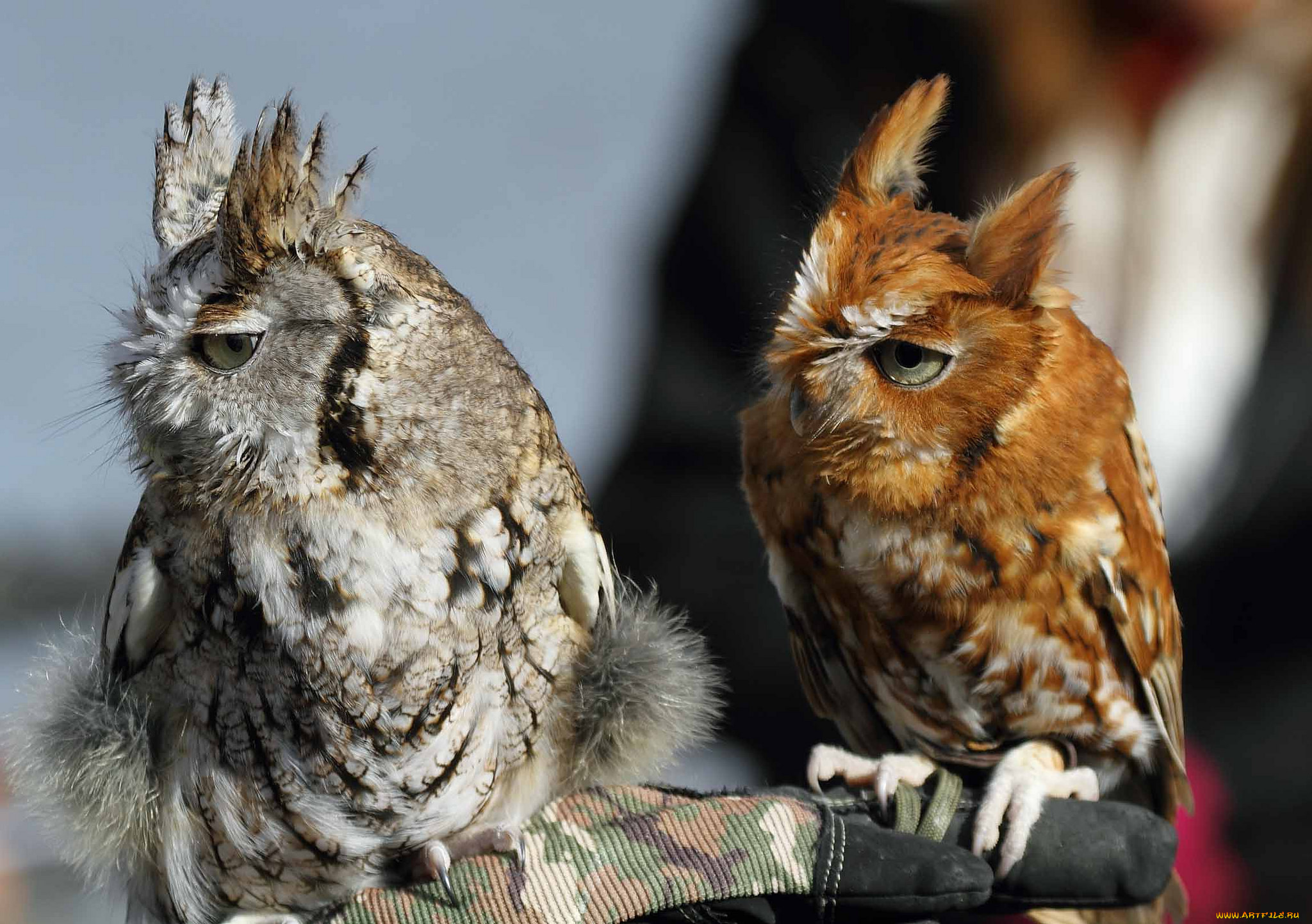 животные, совы, совенок, сова