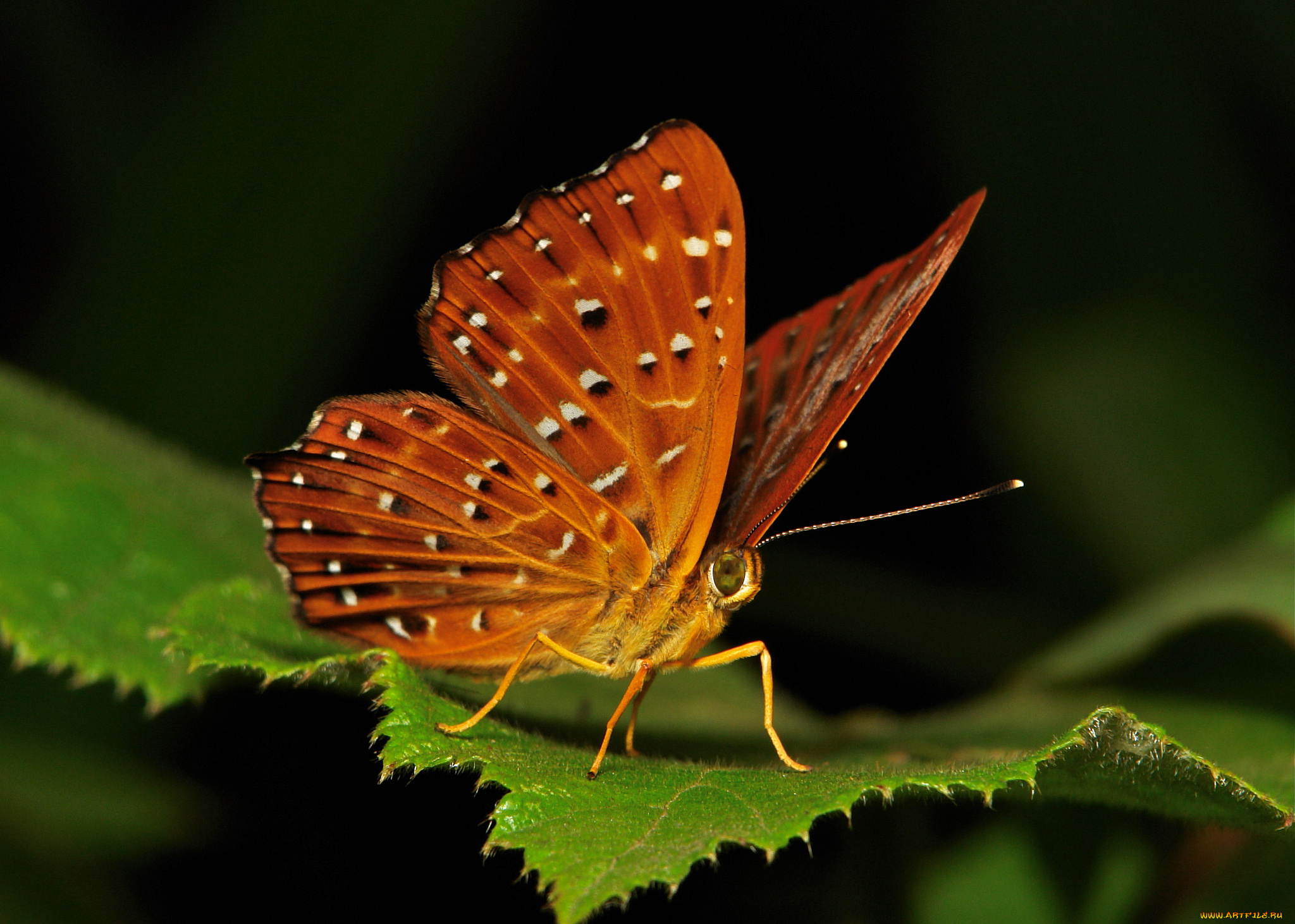 животные, бабочки, , мотыльки, , моли, itchydogimages, бабочка, моль, макро