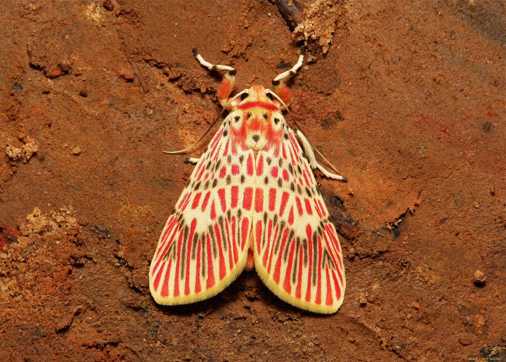 животные, бабочки, , мотыльки, , моли, мотылёк, усики, крылья, бабочка, макро