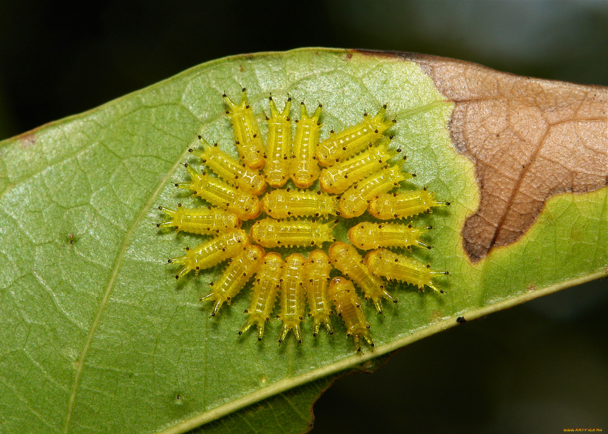 животные, гусеницы, itchydogimages, макро, насекомое, лист