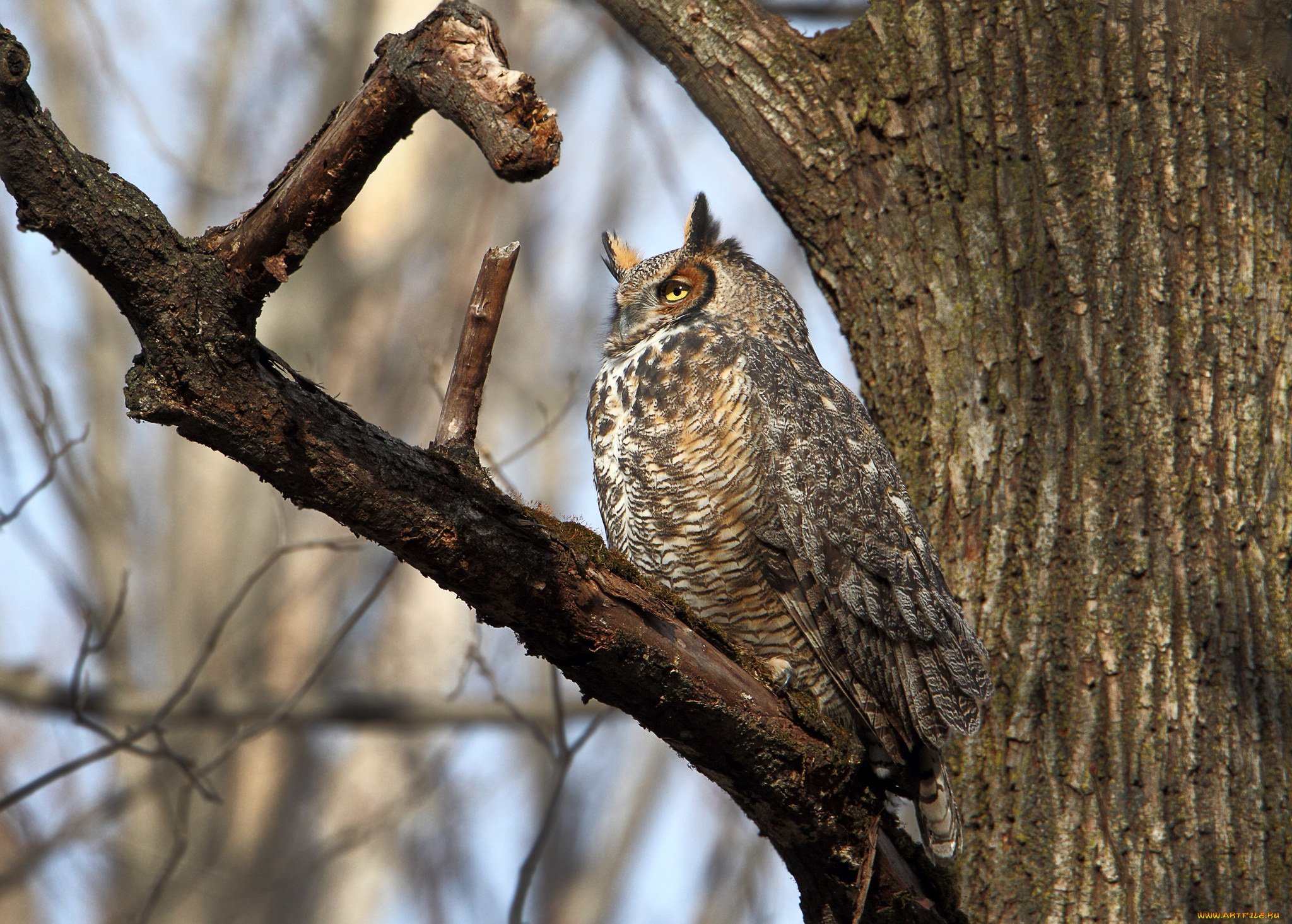 животные, совы, сова