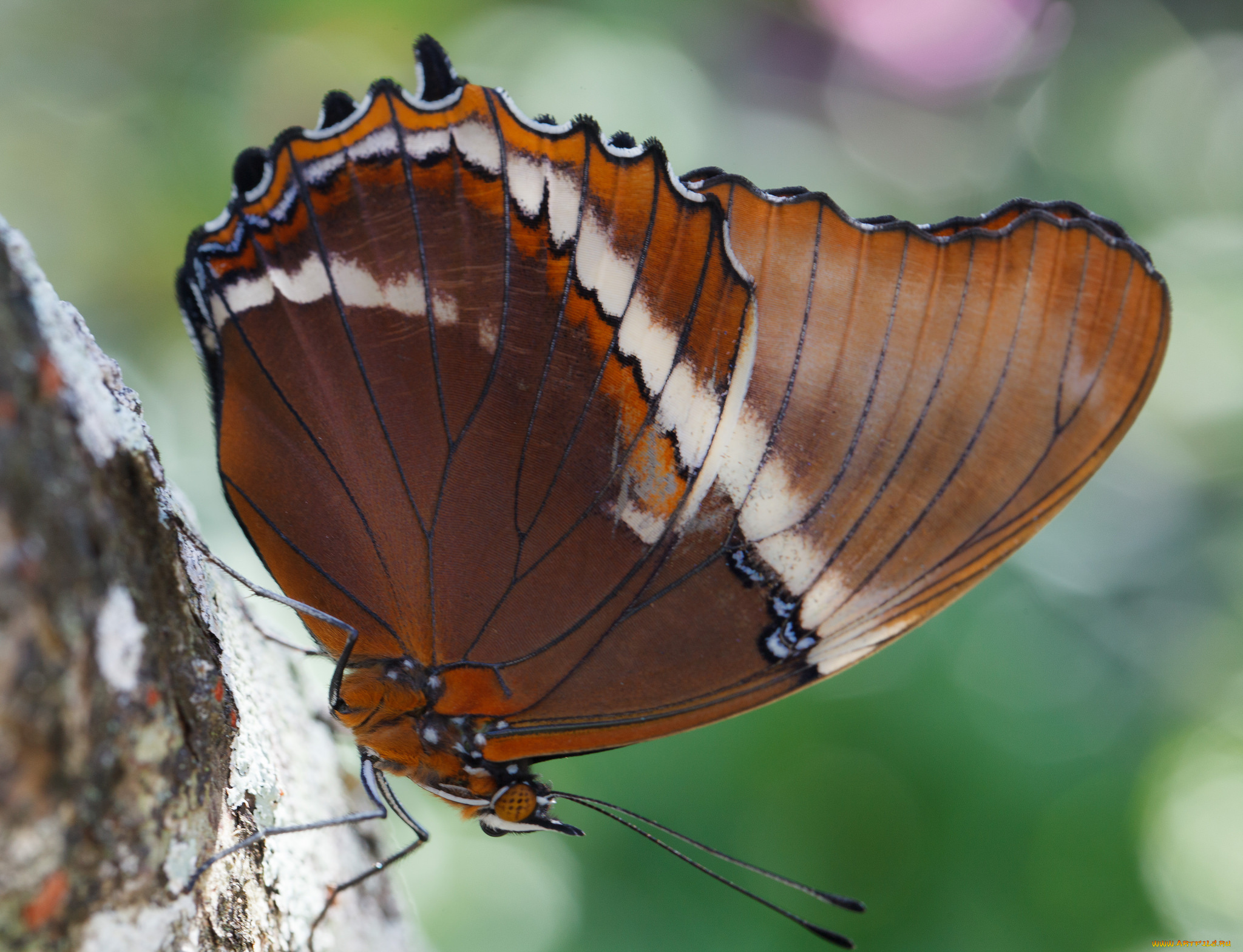 животные, бабочки, , мотыльки, , моли, бабочка