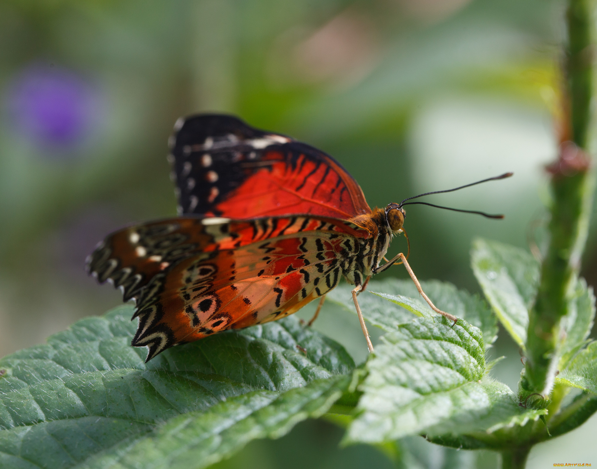 животные, бабочки, , мотыльки, , моли, бабочка