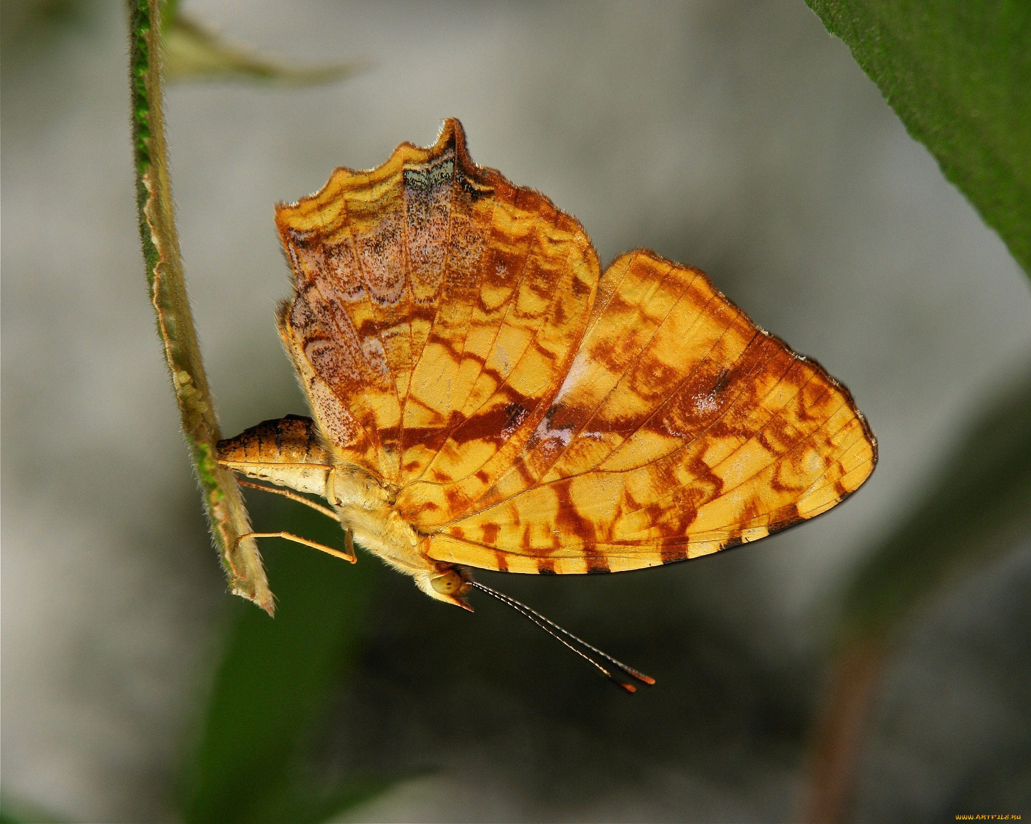 животные, бабочки, , мотыльки, , моли, бабочка, макро, крылья, itchydogimages