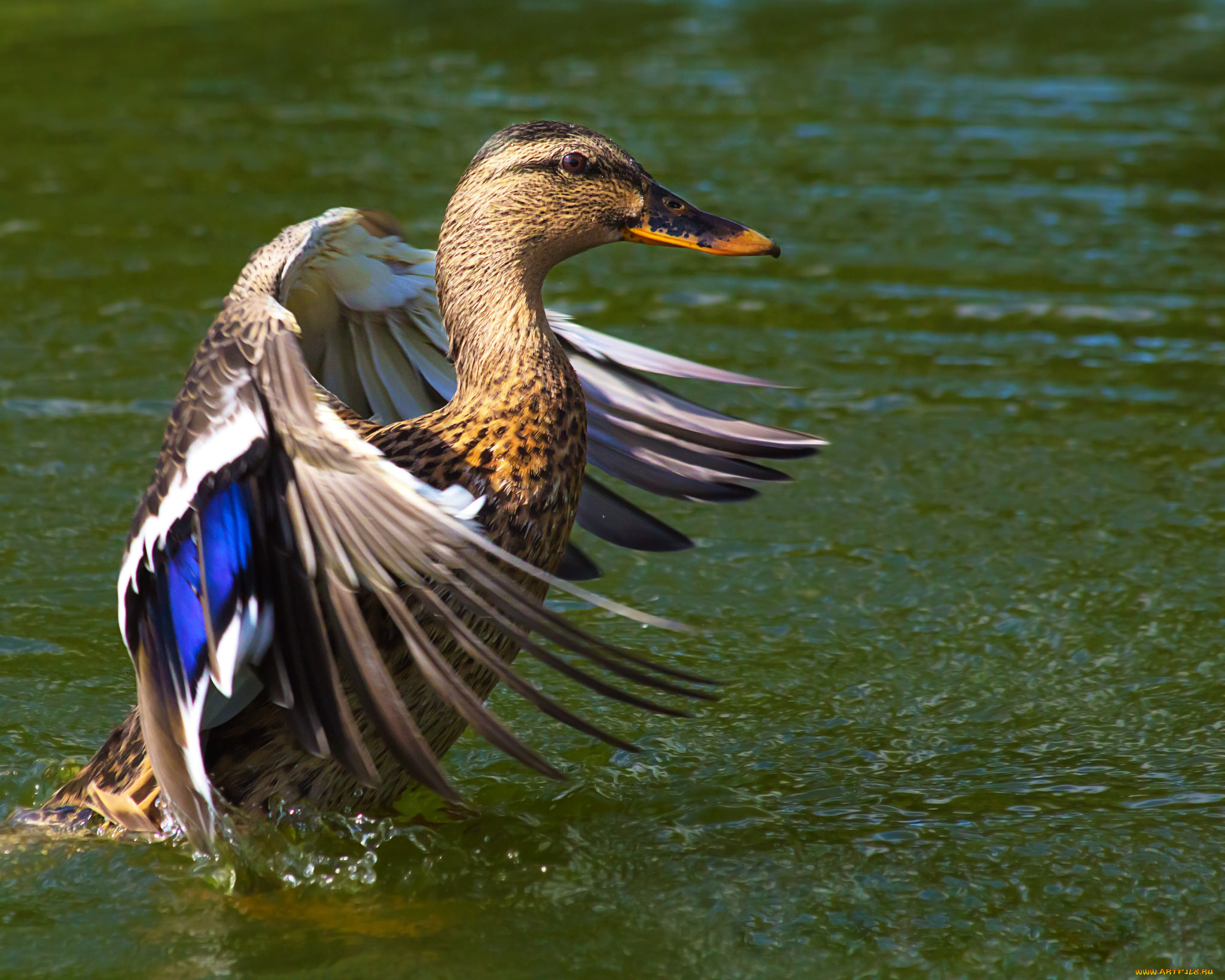 животные, утки, утка