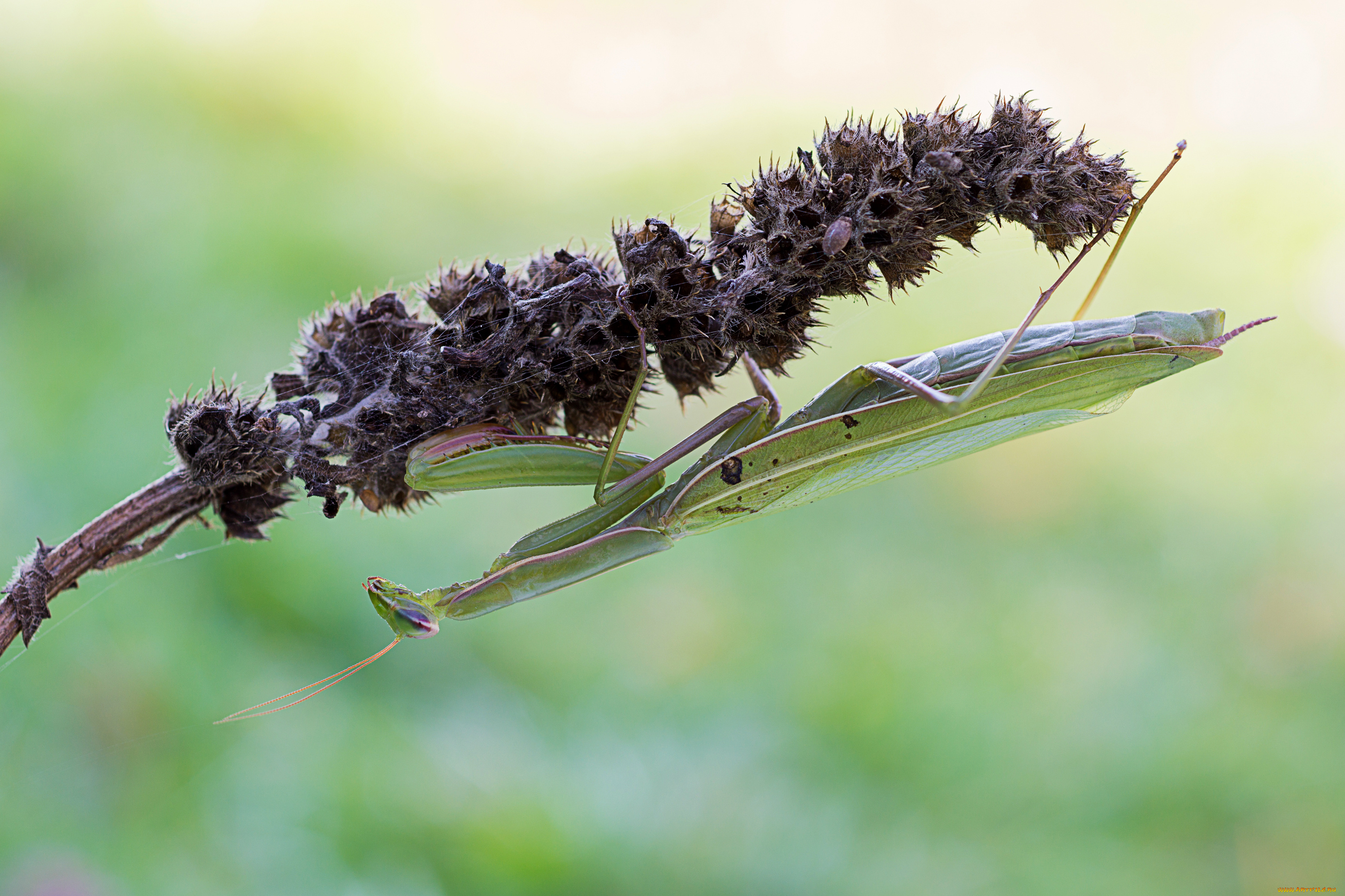 животные, богомолы, насекомое, богомол, фон, травинка, макро, cristian, arghius