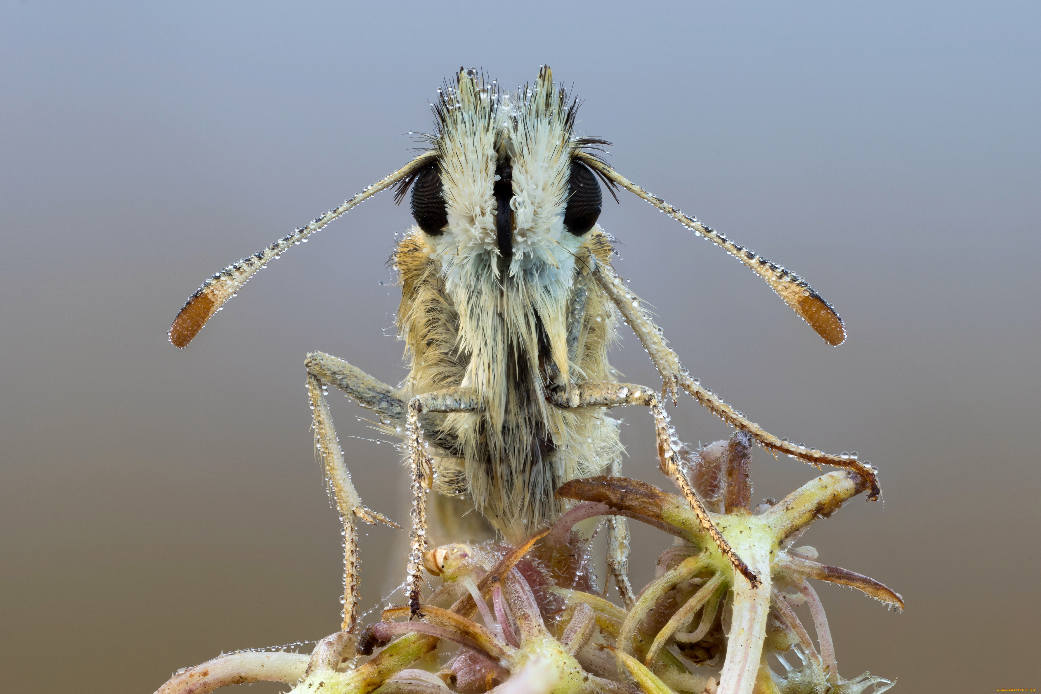 животные, бабочки, , мотыльки, , моли, бабочка, фон, cristian, arghius, вода, усики, капли, утро, роса, травинка, макро, портрет