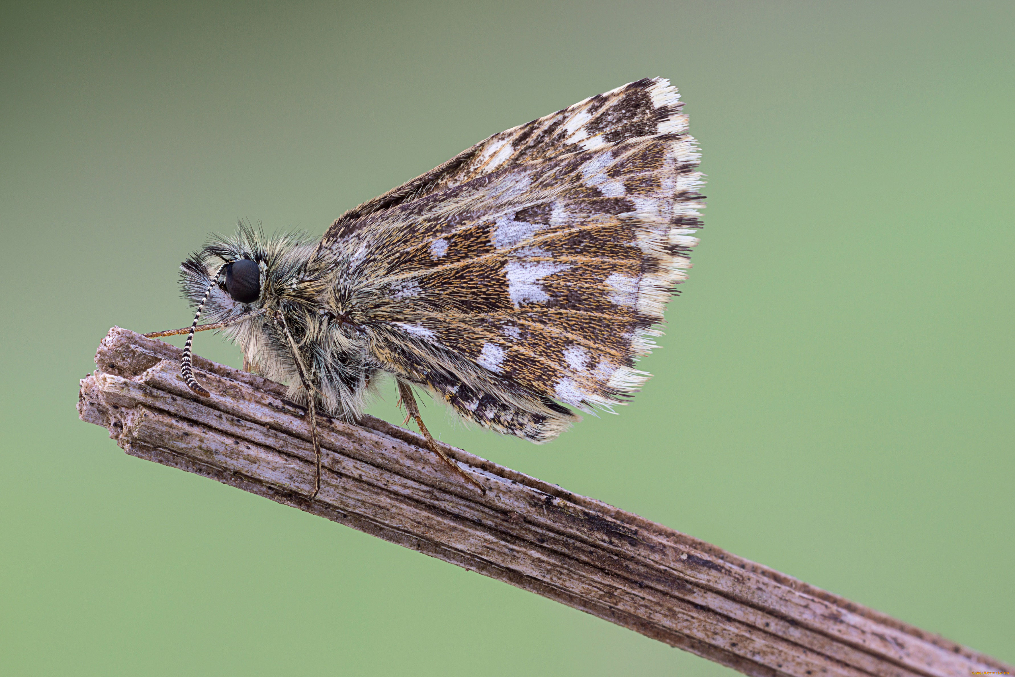 животные, бабочки, , мотыльки, , моли, усики, травинка, макро, cristian, arghius, крылья, бабочка, фон