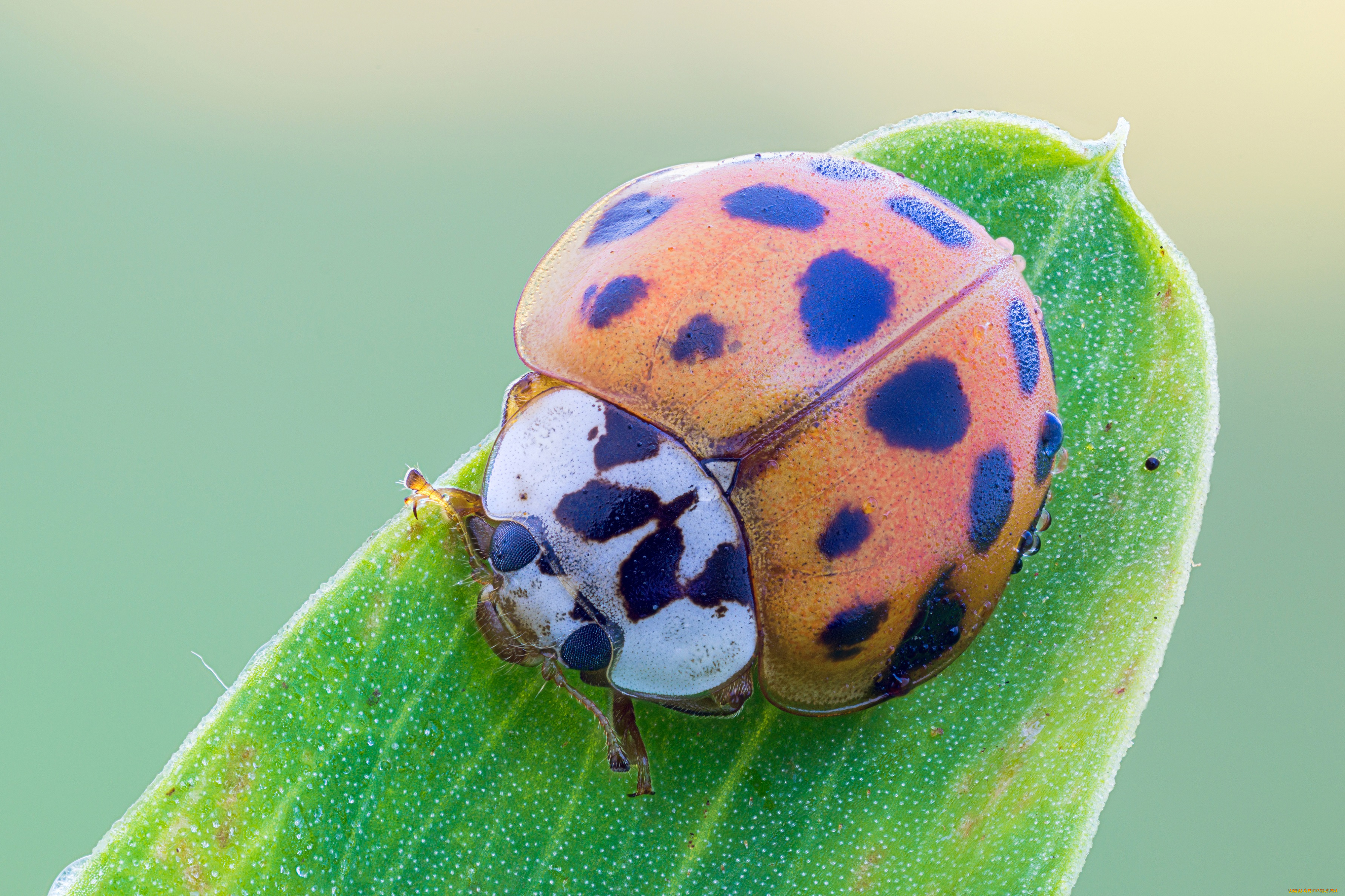 животные, божьи, коровки, капли, cristian, arghius, макро, божья, коровка, фон, роса
