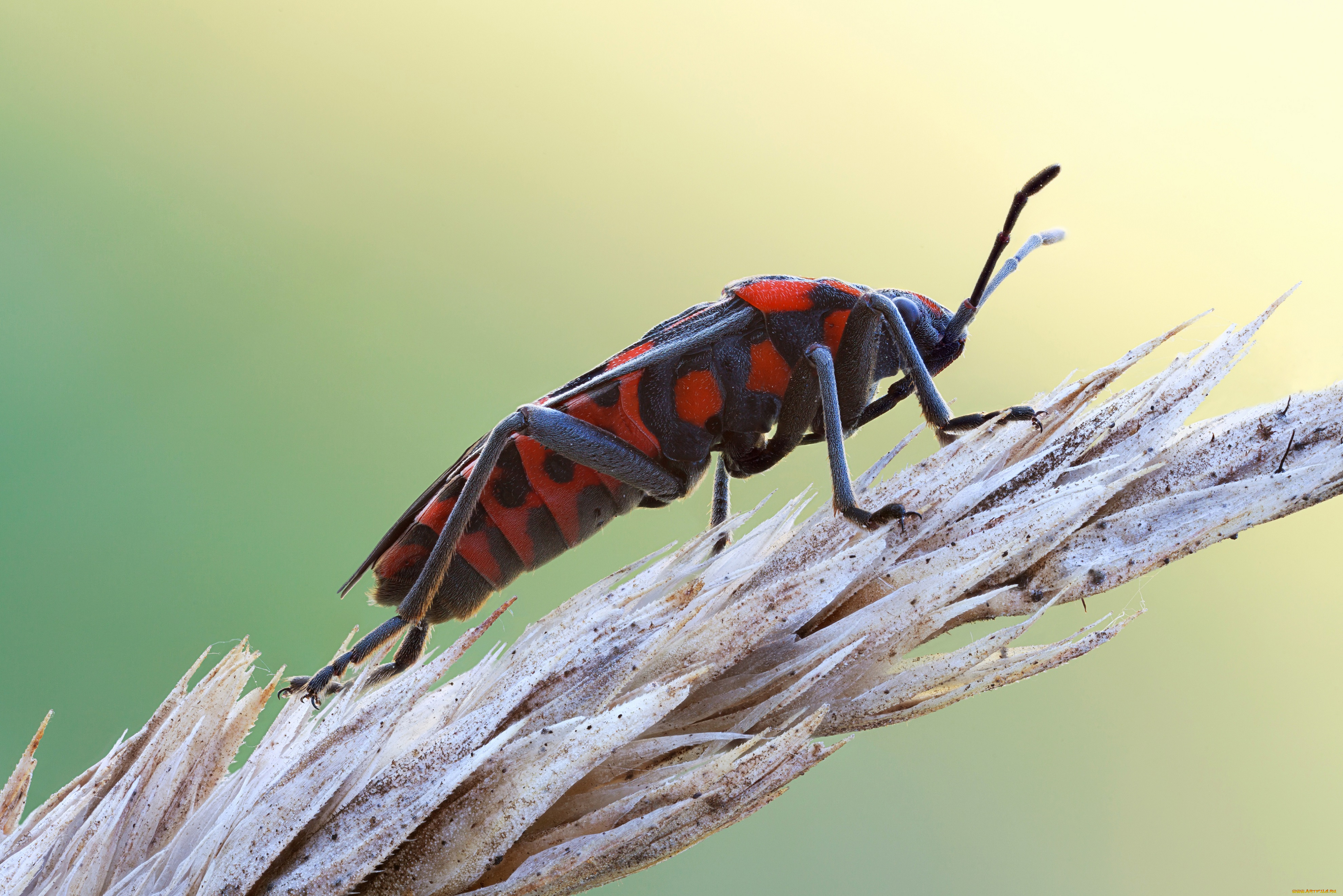 животные, насекомые, насекомое, cristian, arghius, зелёный, фон, макро