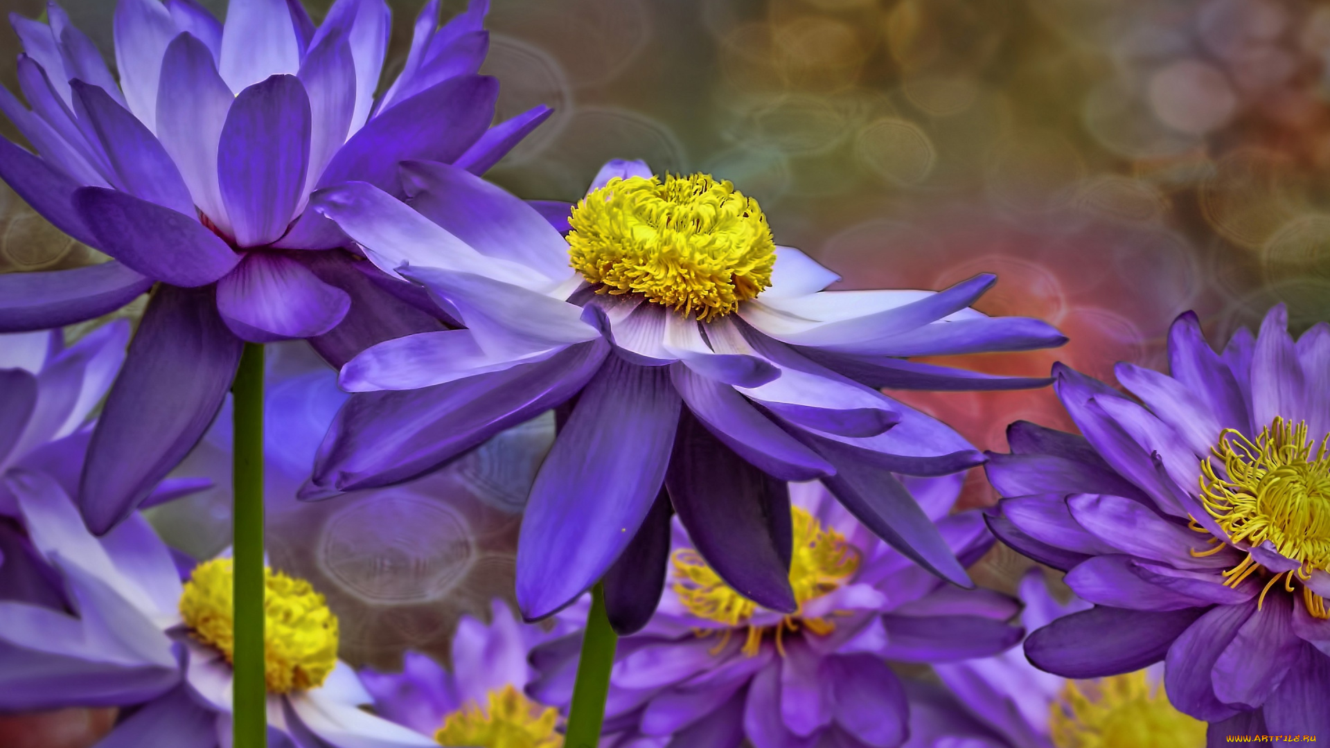 цветы, лилии, водяные, , нимфеи, , кувшинки, водяная, лилия, коллаж, фотошоп