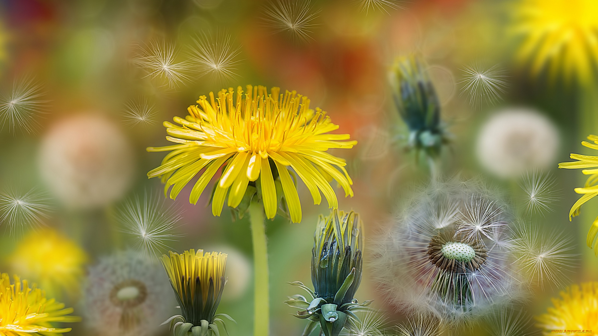цветы, одуванчики, фотошоп, коллаж, пушинки