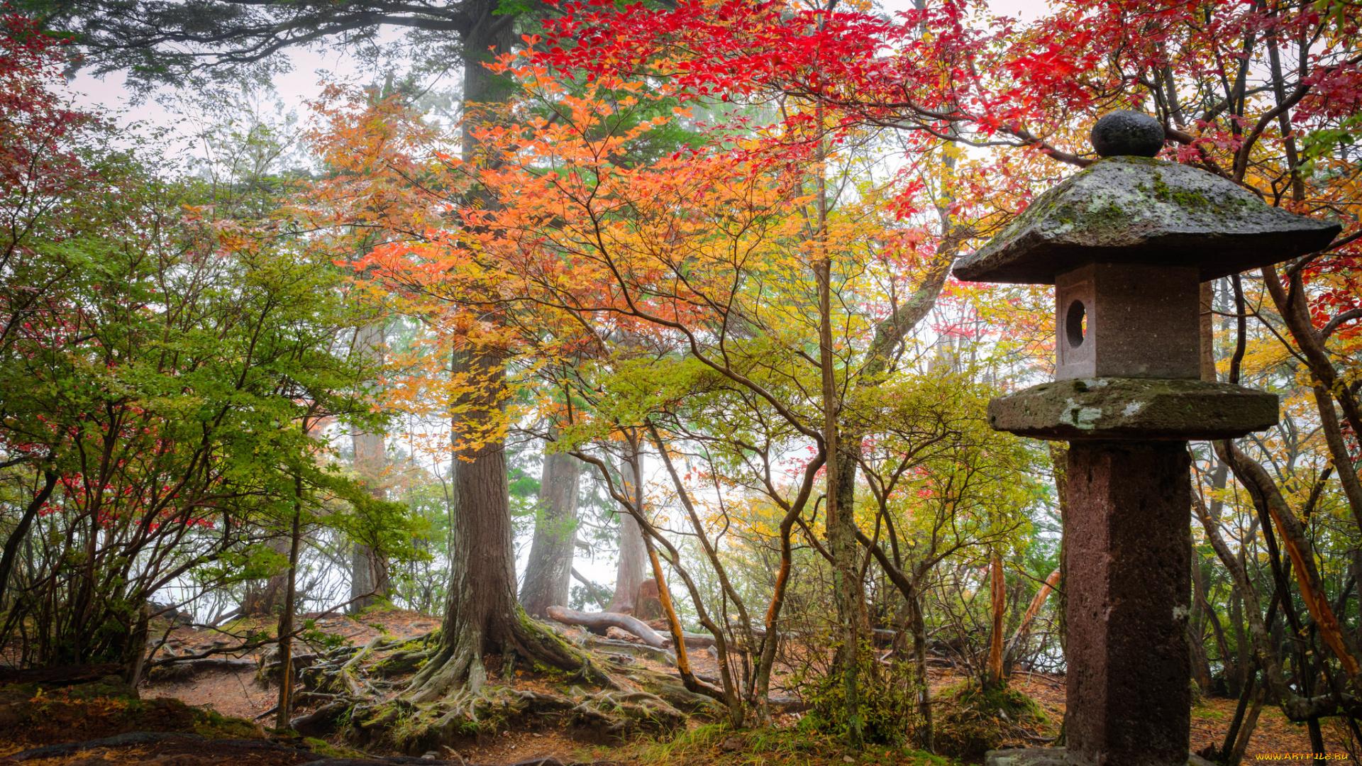 природа, лес, осень, деревья, листва