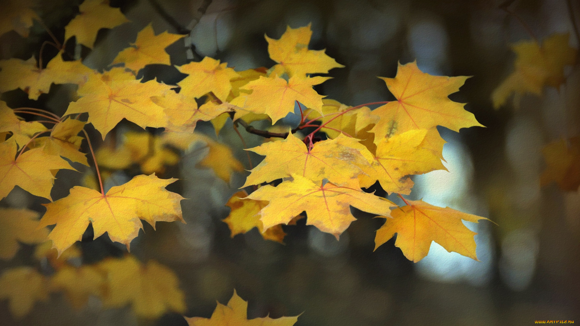 разное, компьютерный, дизайн, осень, природа, листья, фон