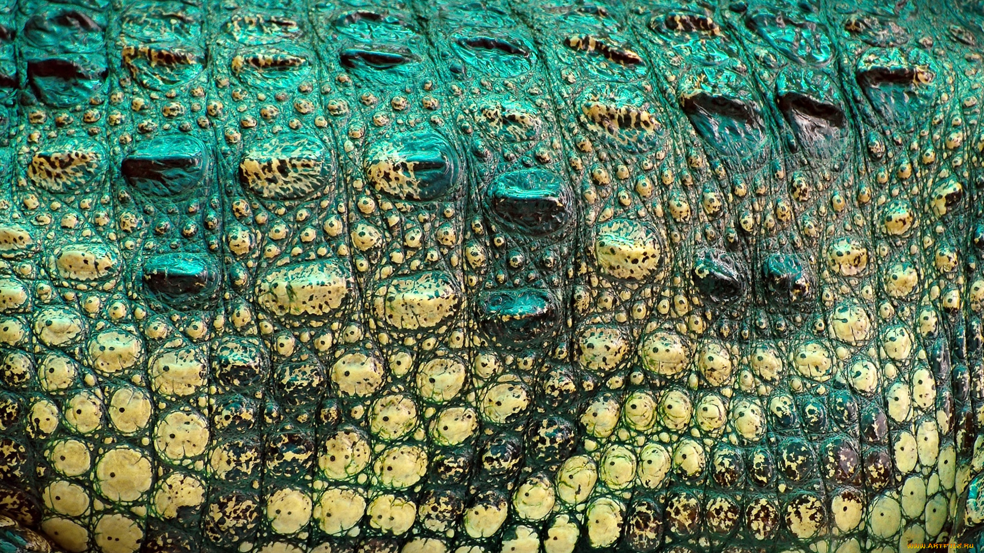 разное, текстуры, крокодил, текстура, окрас, рептилия, кожа