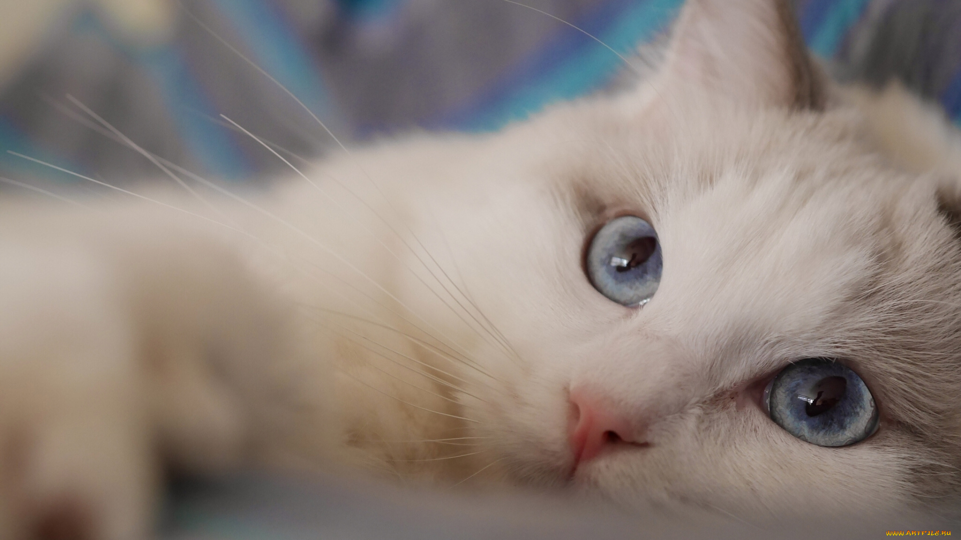 животные, коты, голубые, глаза, мордочка, взгляд, кошка, рэгдолл