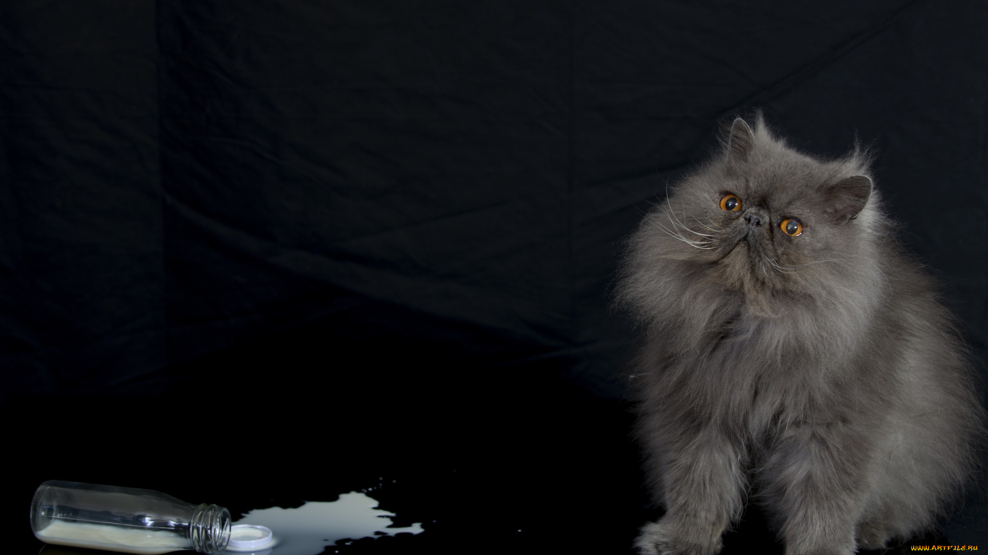животные, коты, пушистый, кот, персидская, кошка, бутылка, молоко