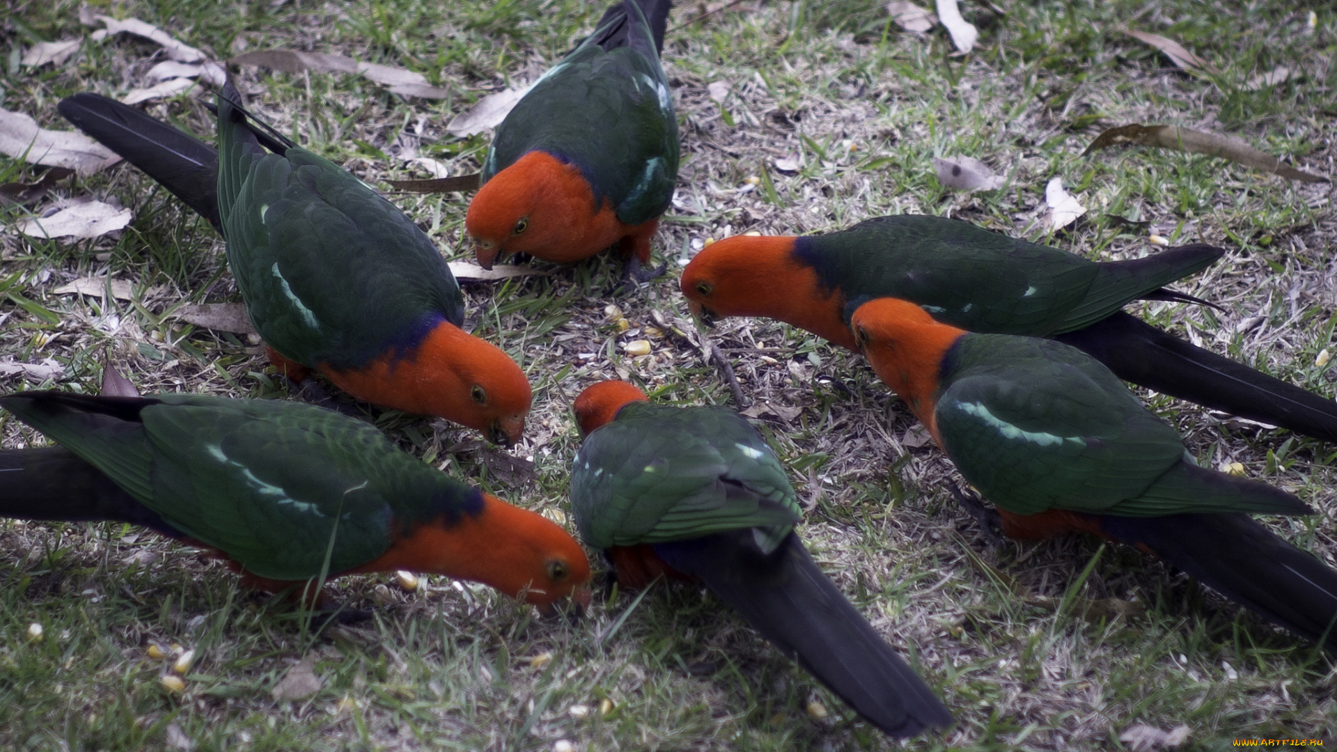 животные, попугаи