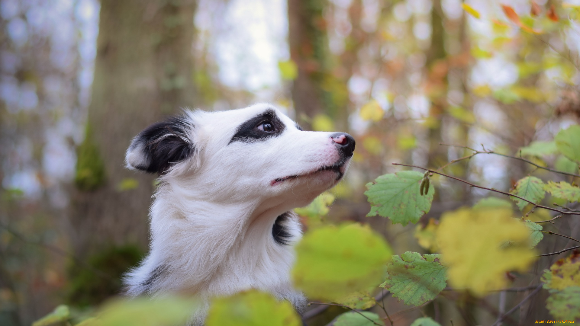 животные, собаки, друг, природа, взгляд, собака