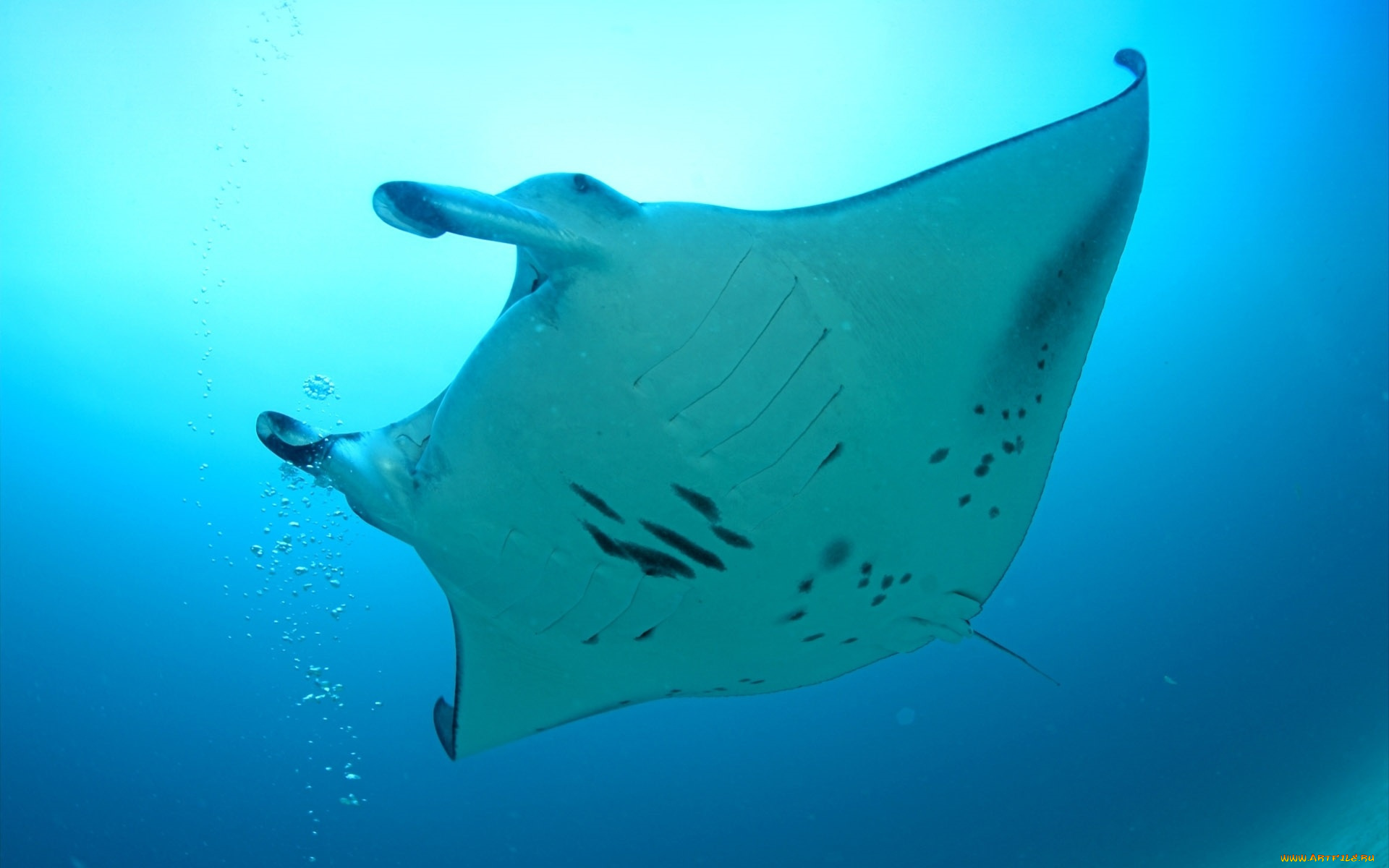 животные, рыбы, скат, море, пузыри, манта