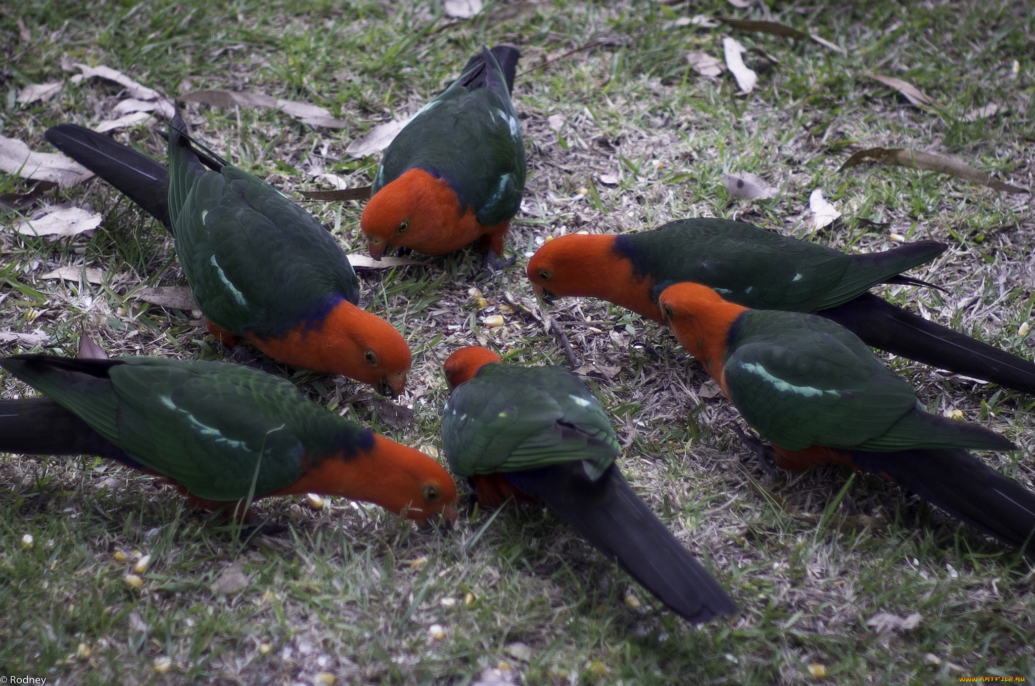 животные, попугаи