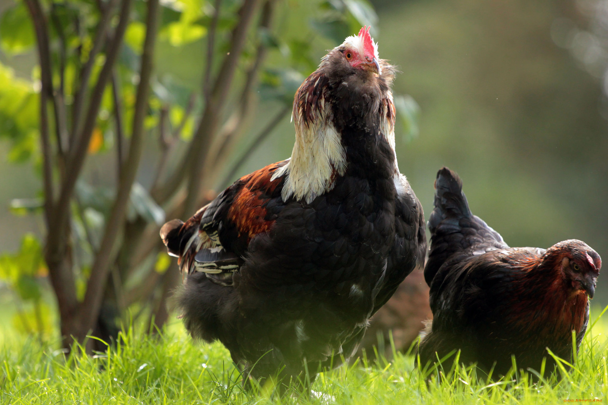 животные, куры, , петухи