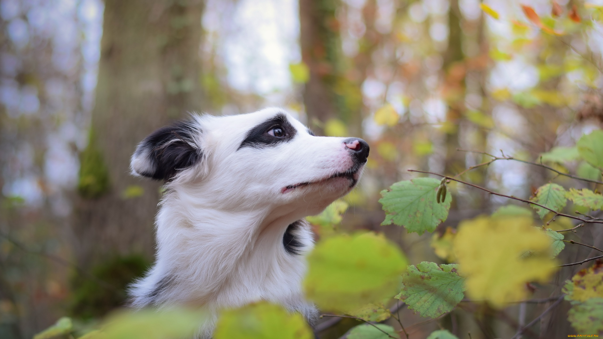 животные, собаки, друг, природа, взгляд, собака