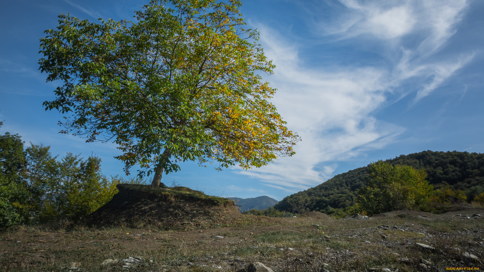 природа, деревья, простор