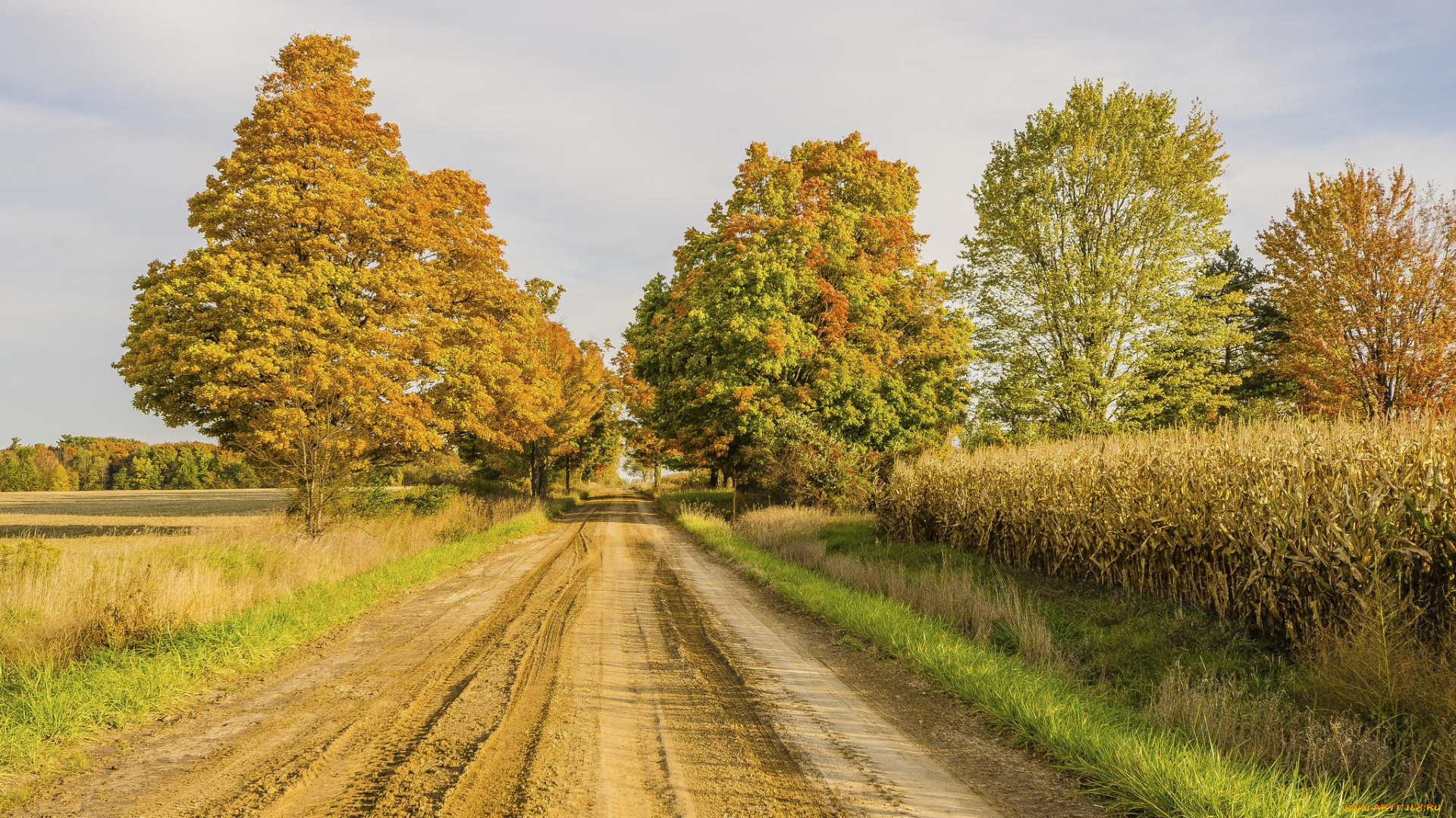 природа, дороги, деревья, дорога