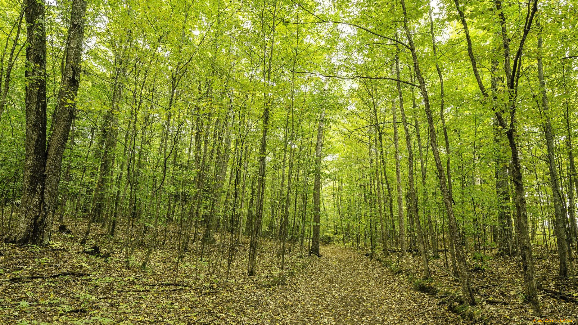 природа, дороги, дорога, лес