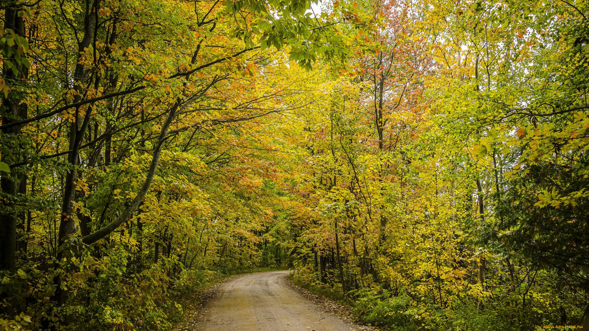 природа, дороги, лес, дорога