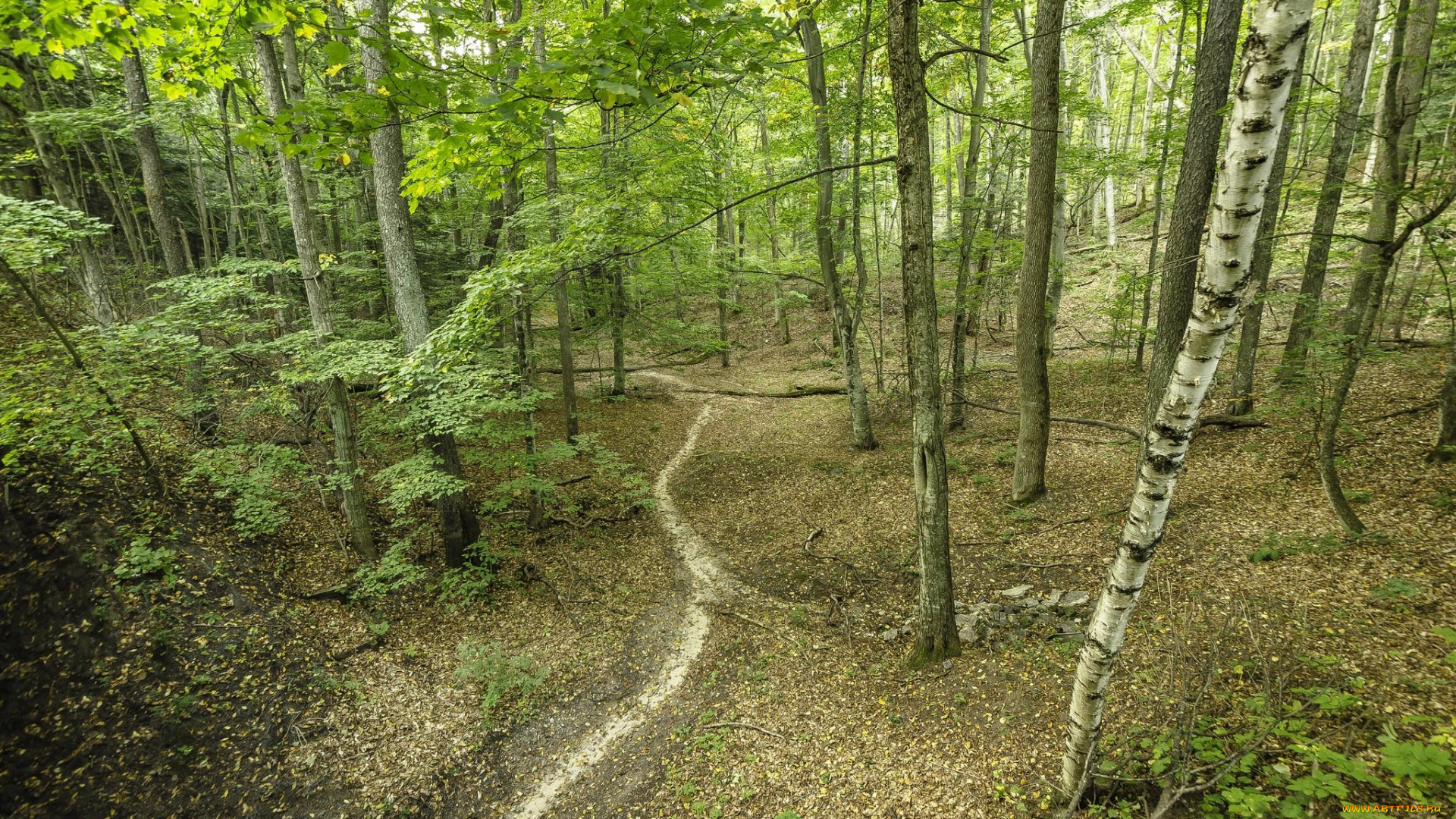 природа, лес, дорога