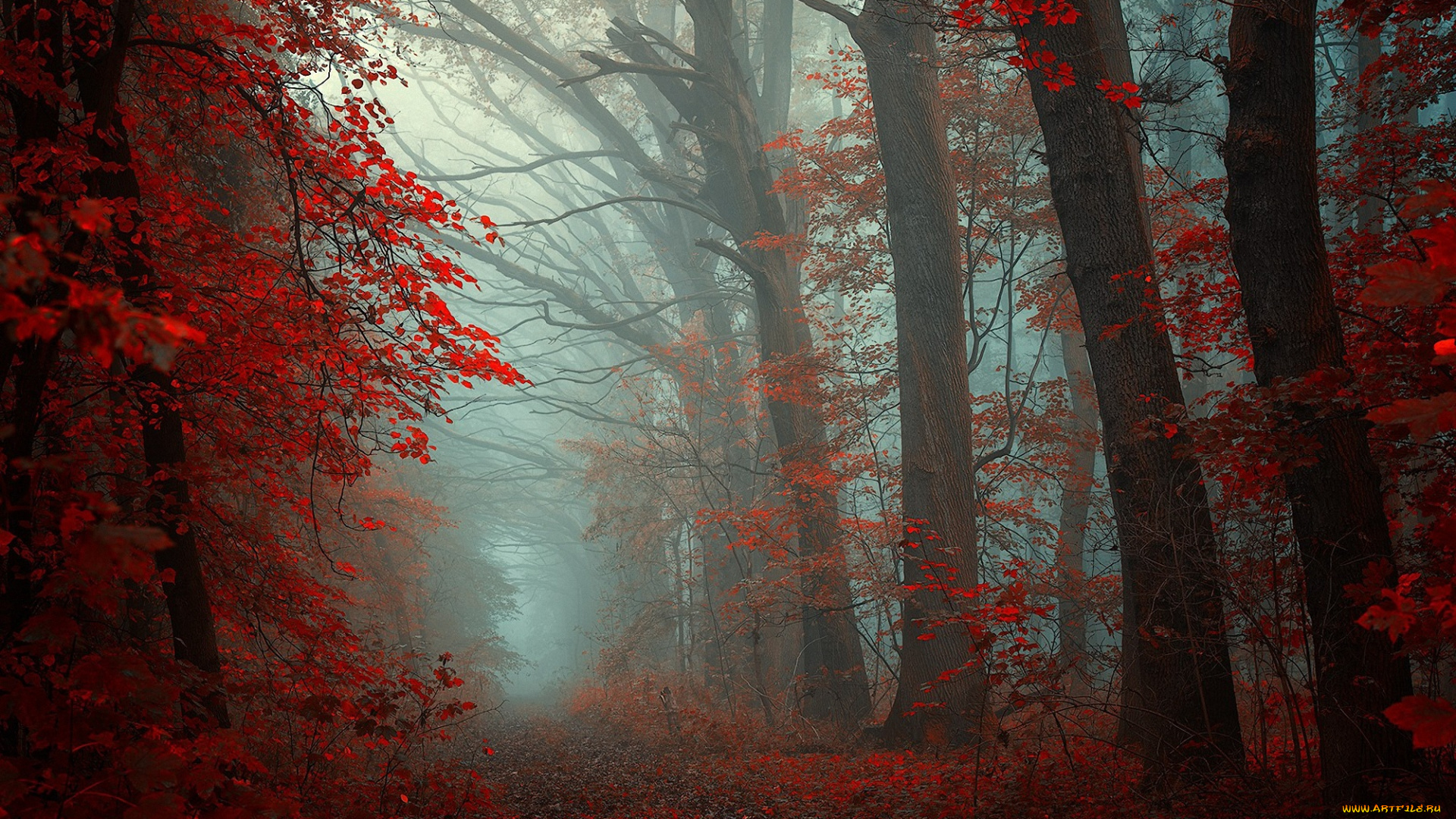 природа, лес, туман